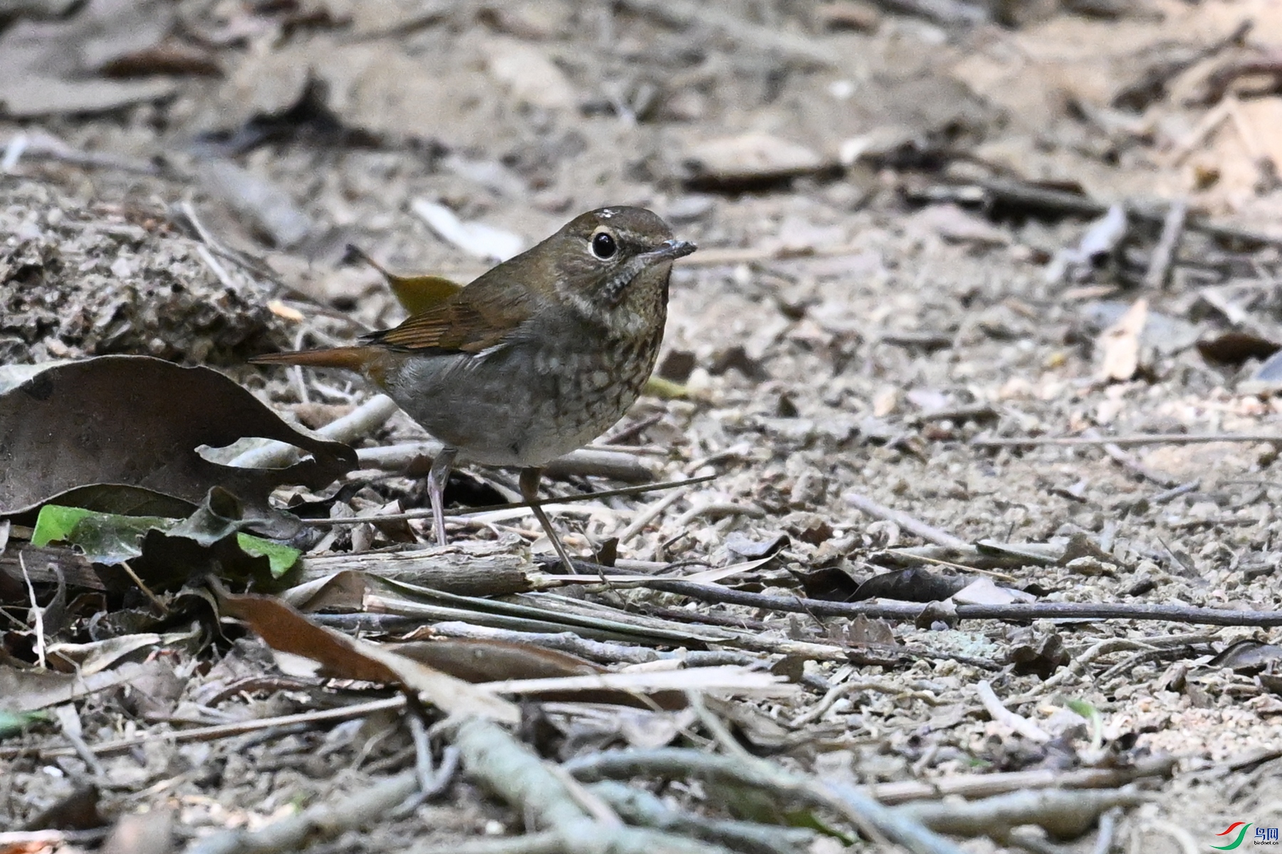 DSC_7464.JPG