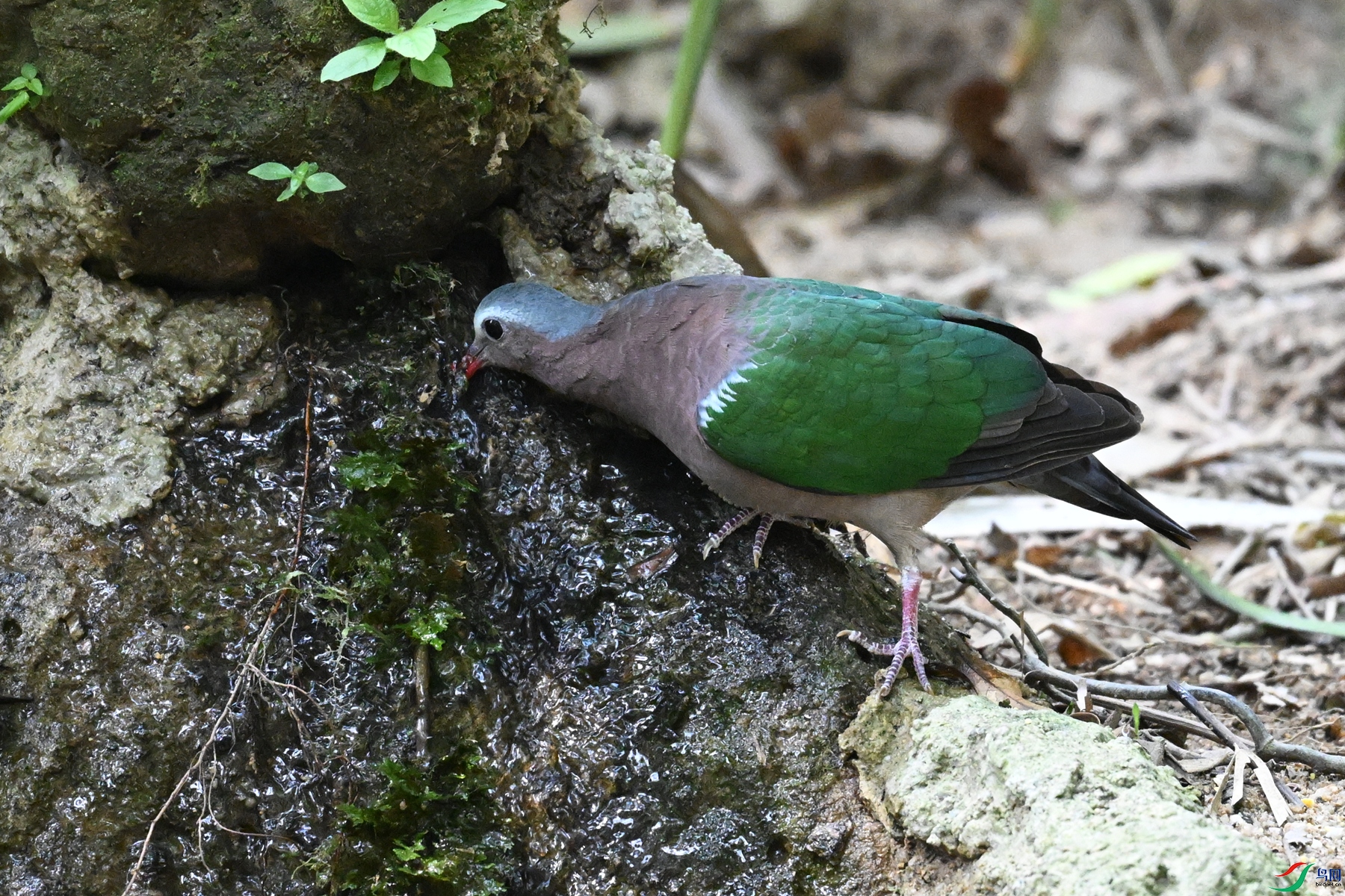 DSC_7475.JPG