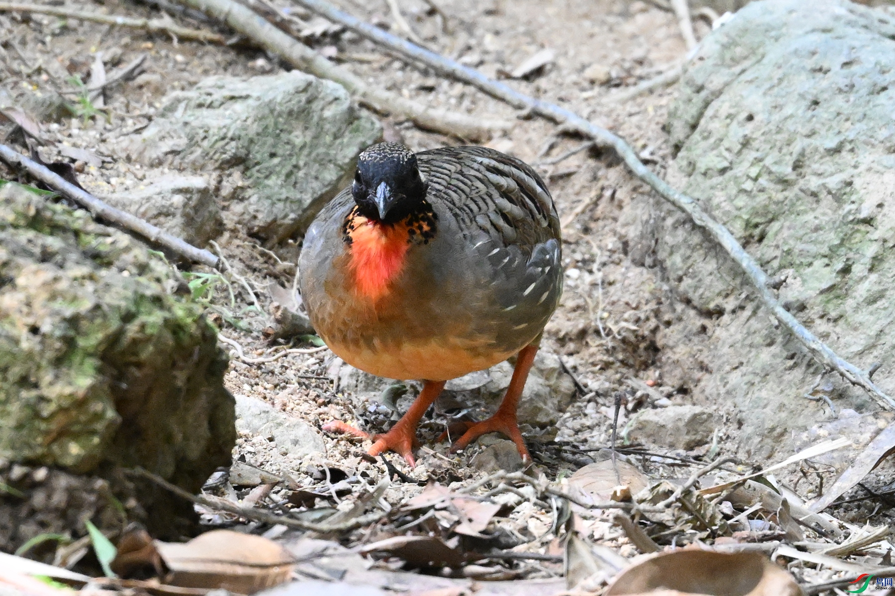 DSC_7426.JPG