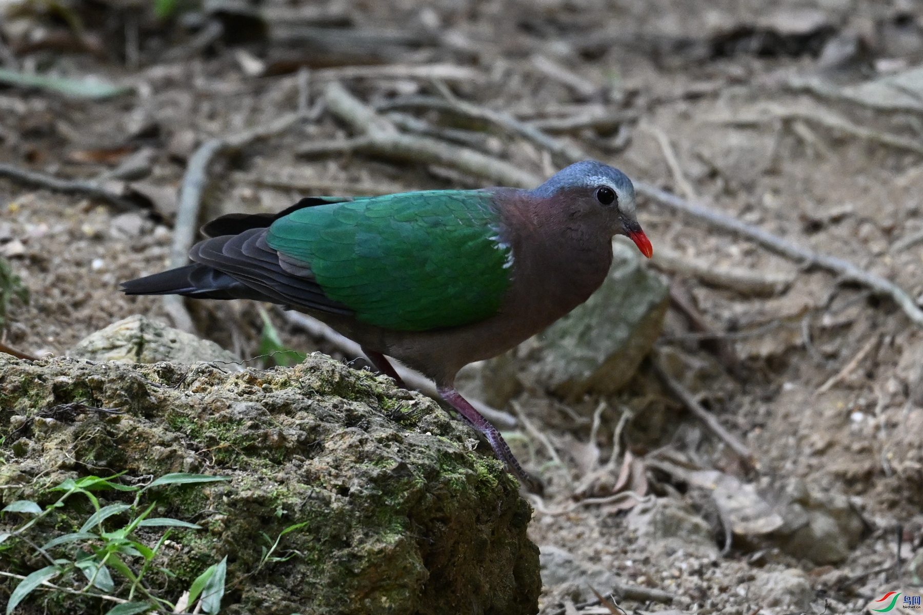 DSC_7479.JPG