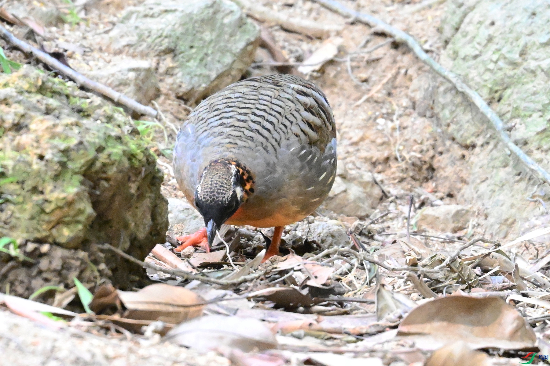 DSC_7436.JPG
