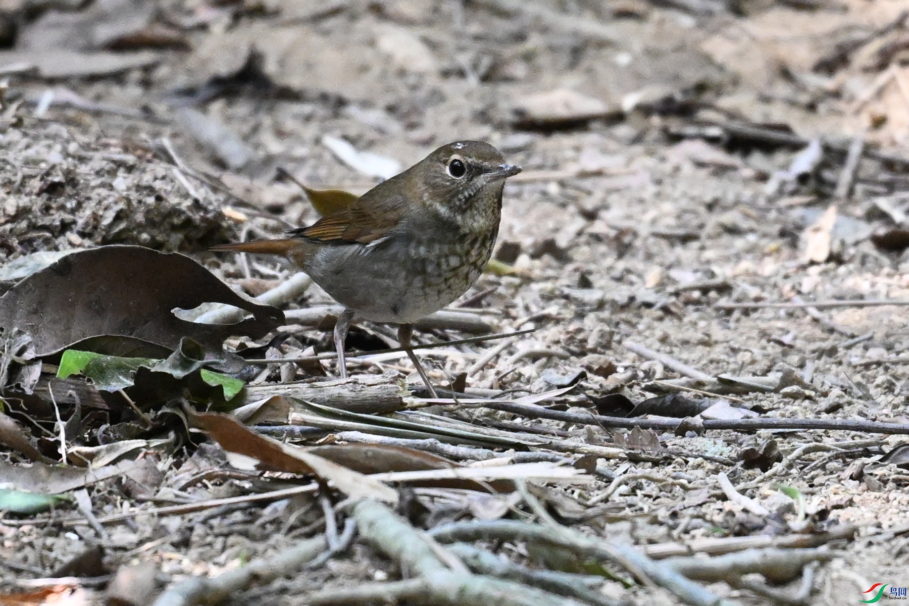 DSC_7465.JPG