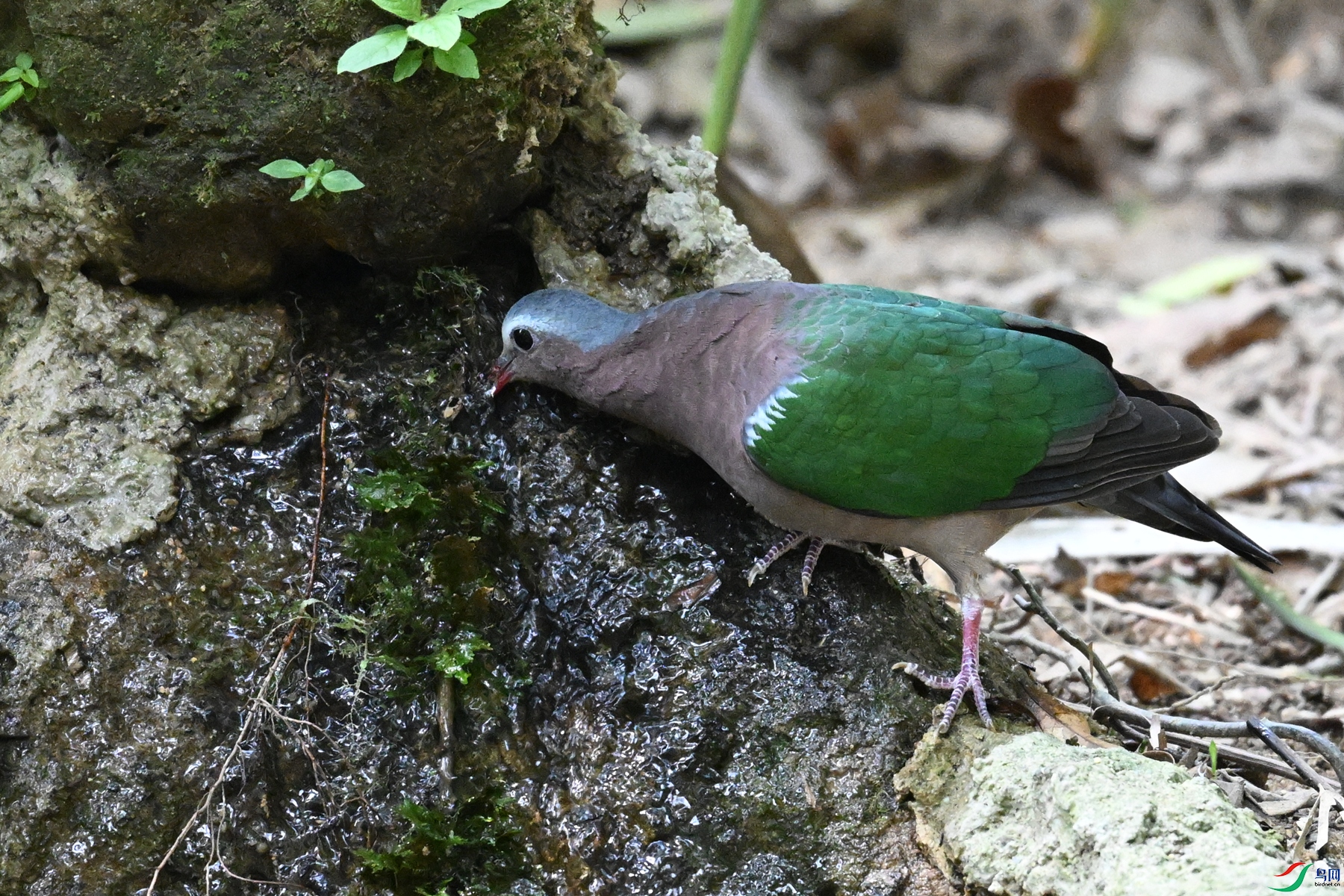 DSC_7476.JPG