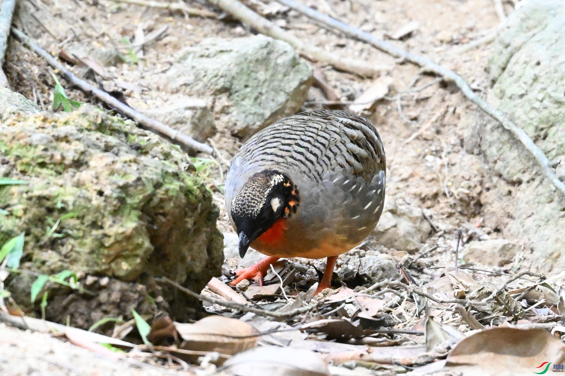 DSC_7441.JPG