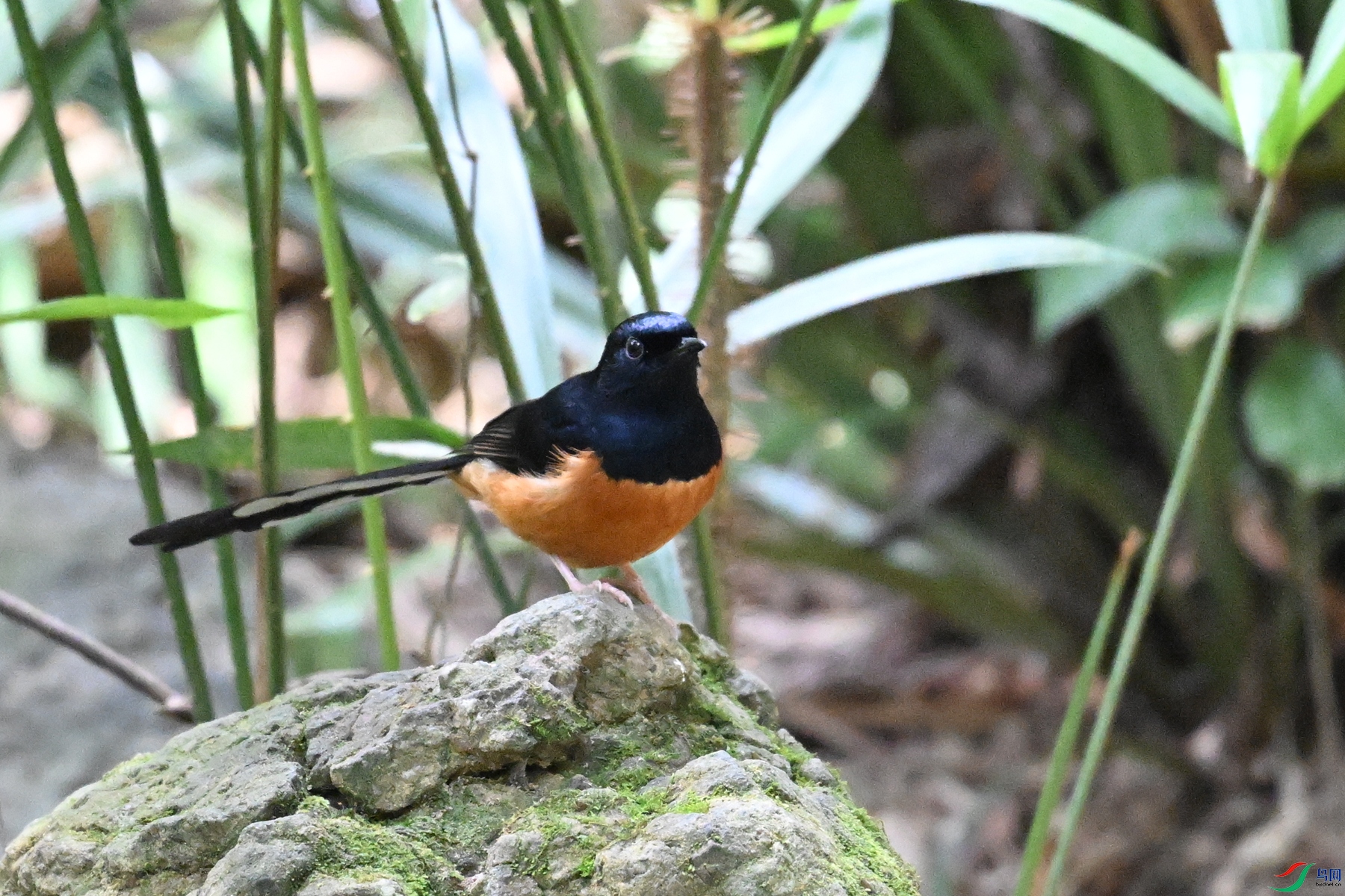 DSC_7486.JPG
