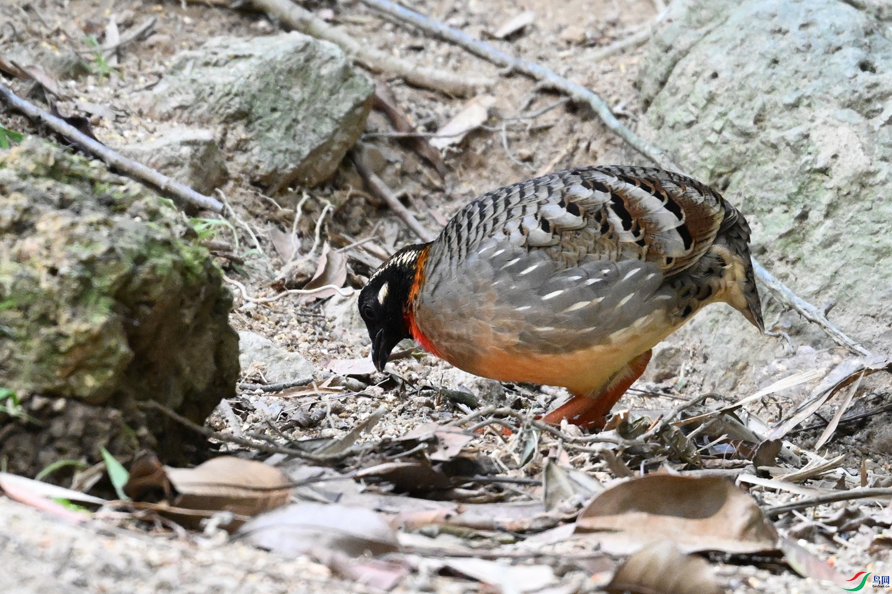DSC_7443.JPG