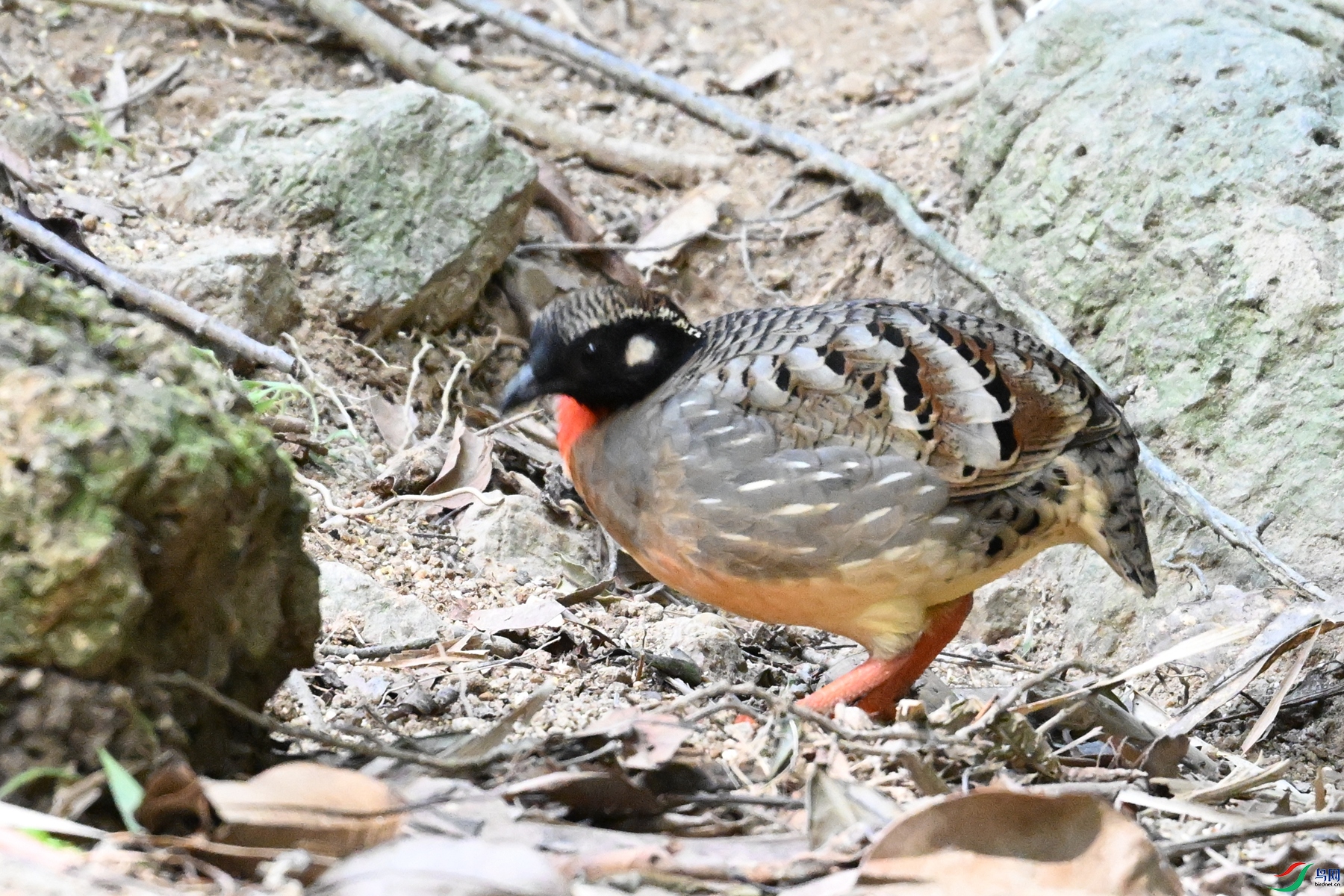 DSC_7446.JPG