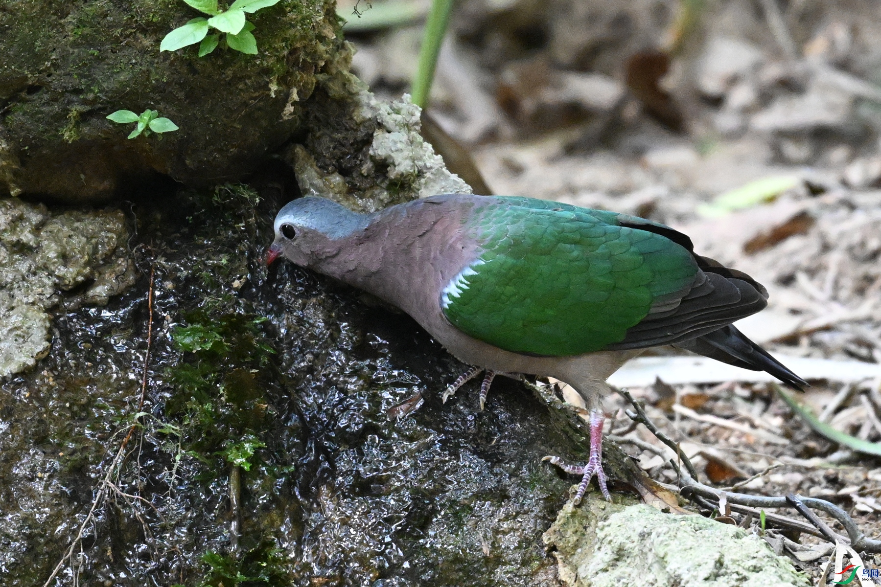 DSC_7477.JPG