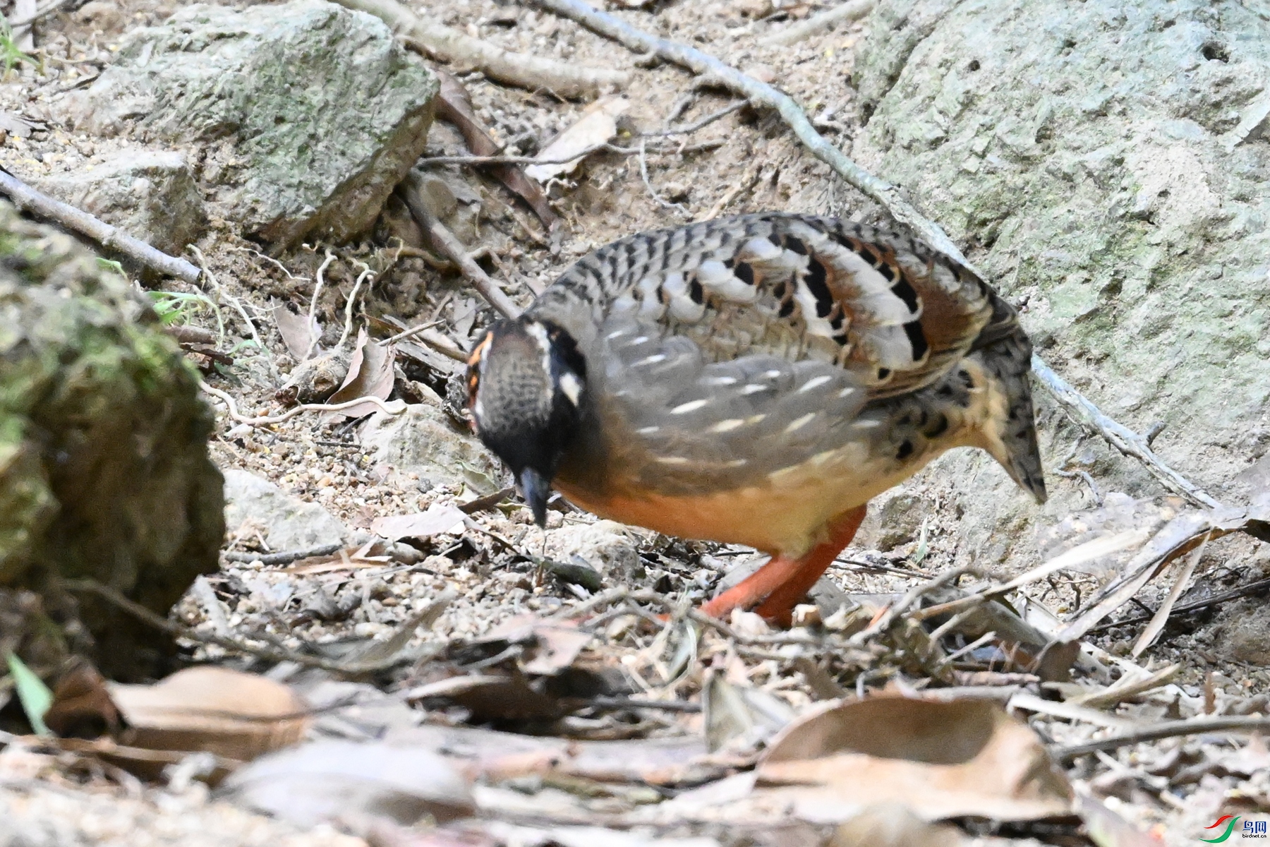 DSC_7447.JPG