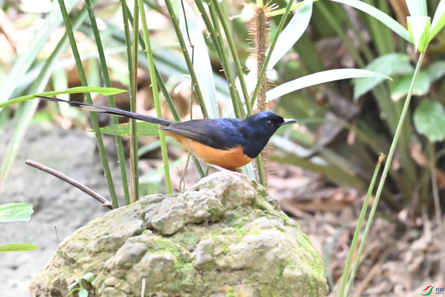DSC_7483.JPG
