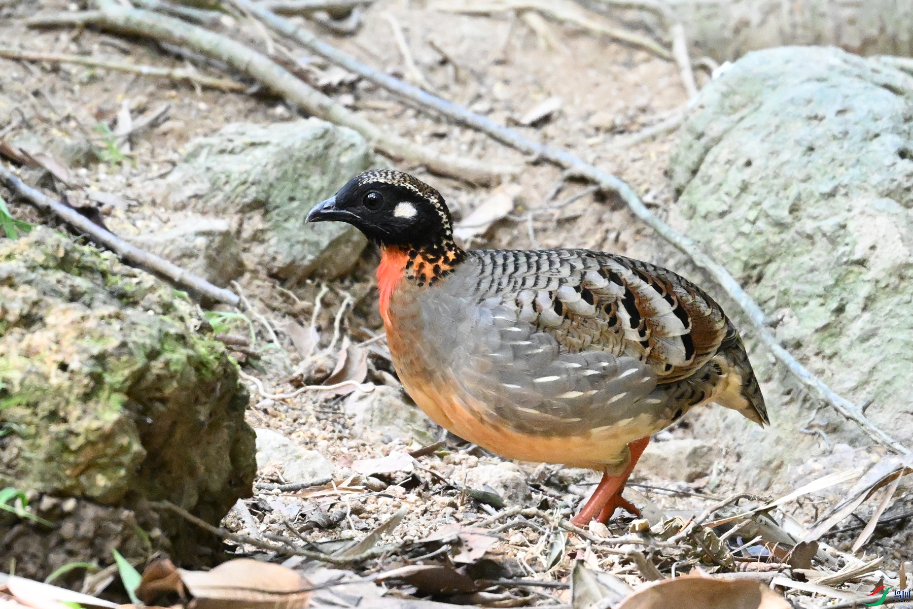 DSC_7448.JPG