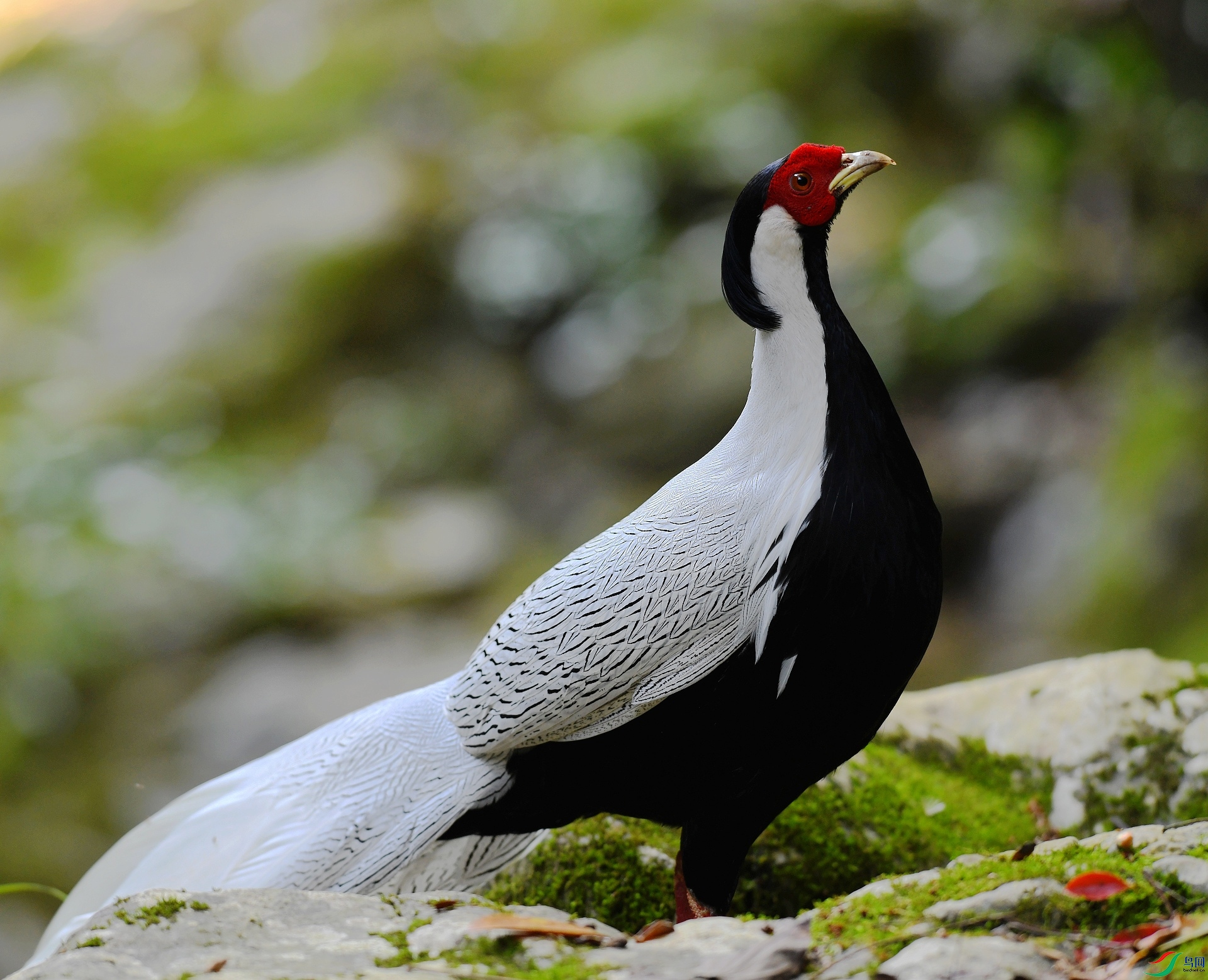 DSC_1621.jpg