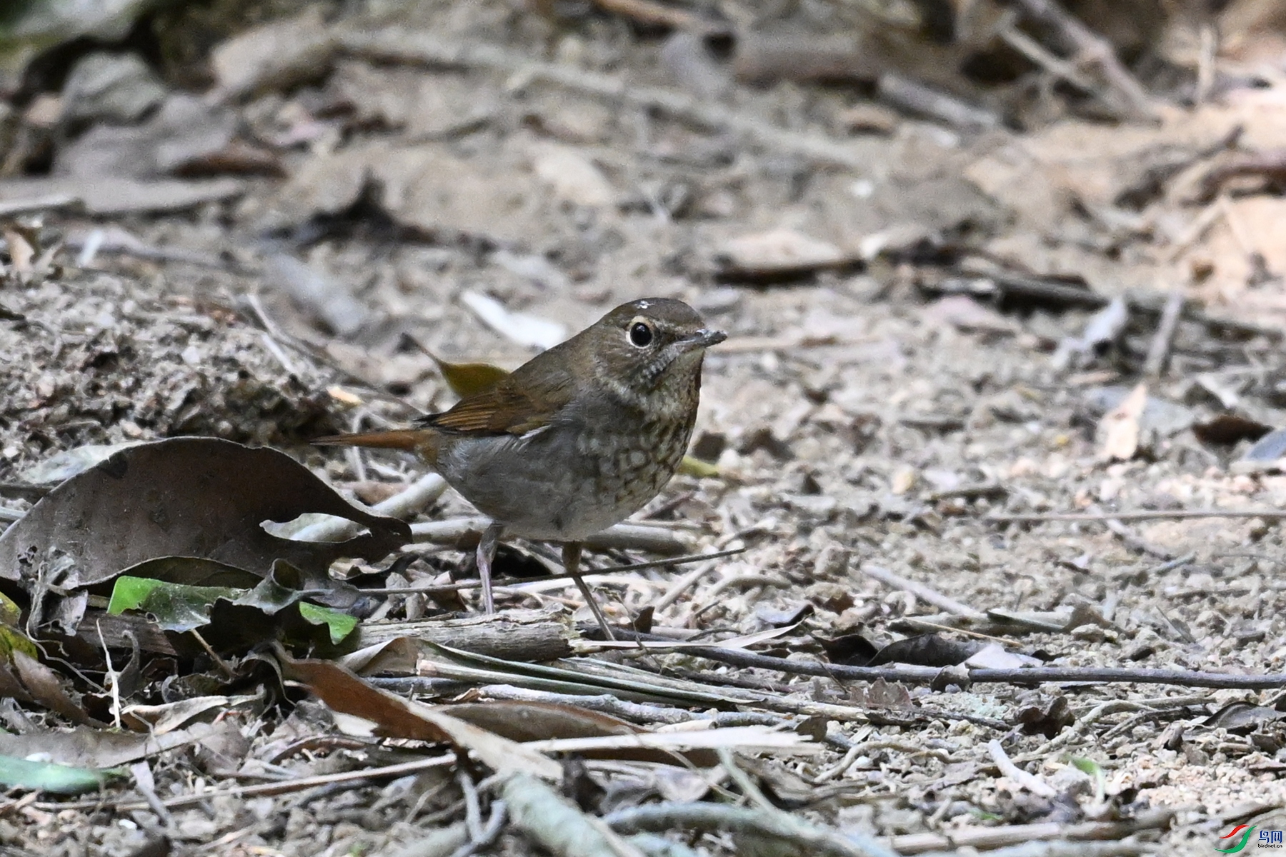 DSC_7466.JPG