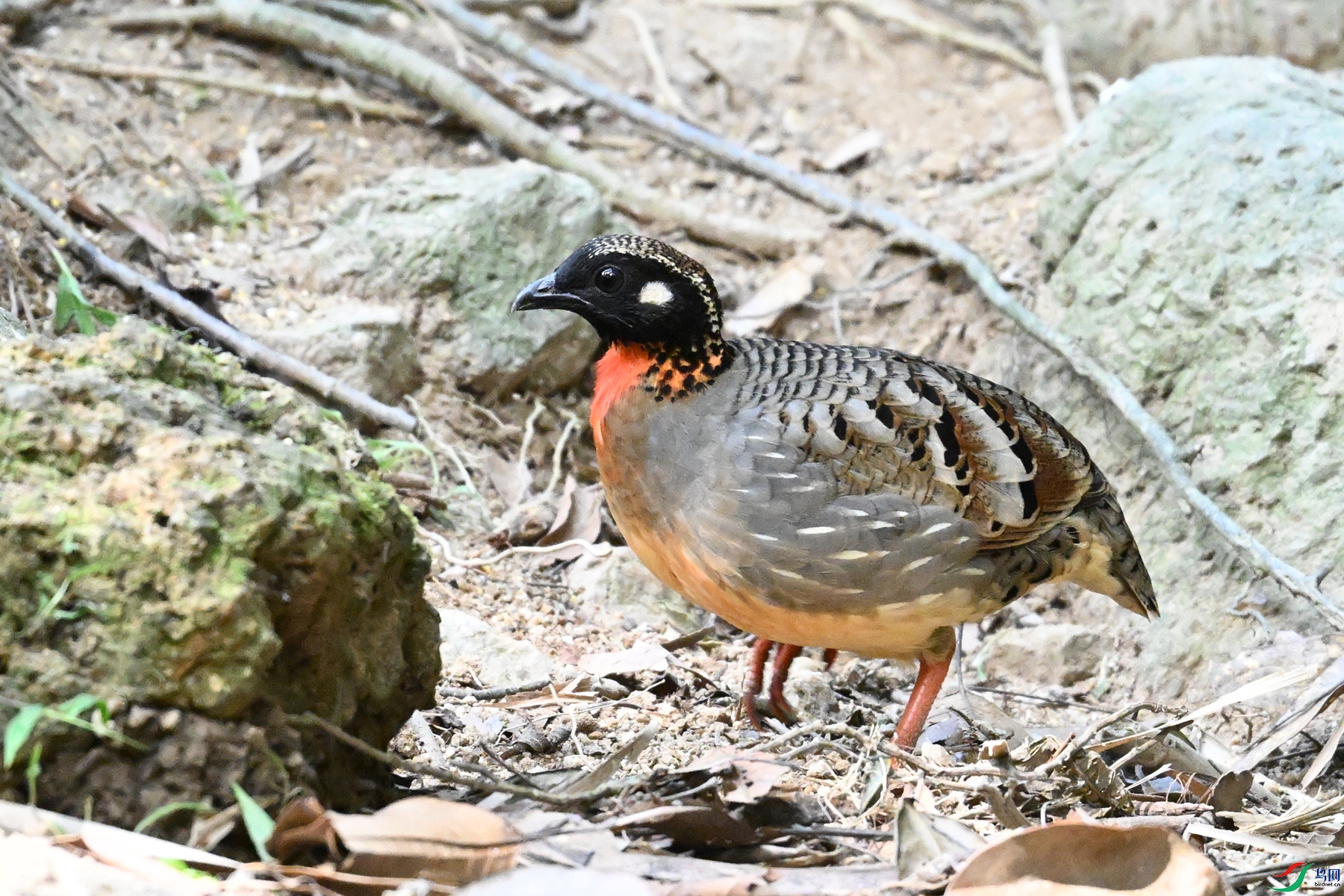 DSC_7450.JPG