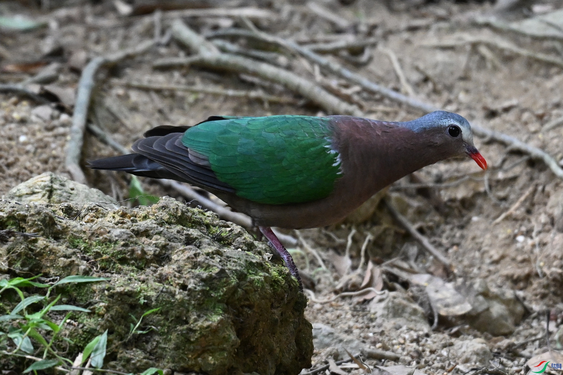DSC_7481.JPG