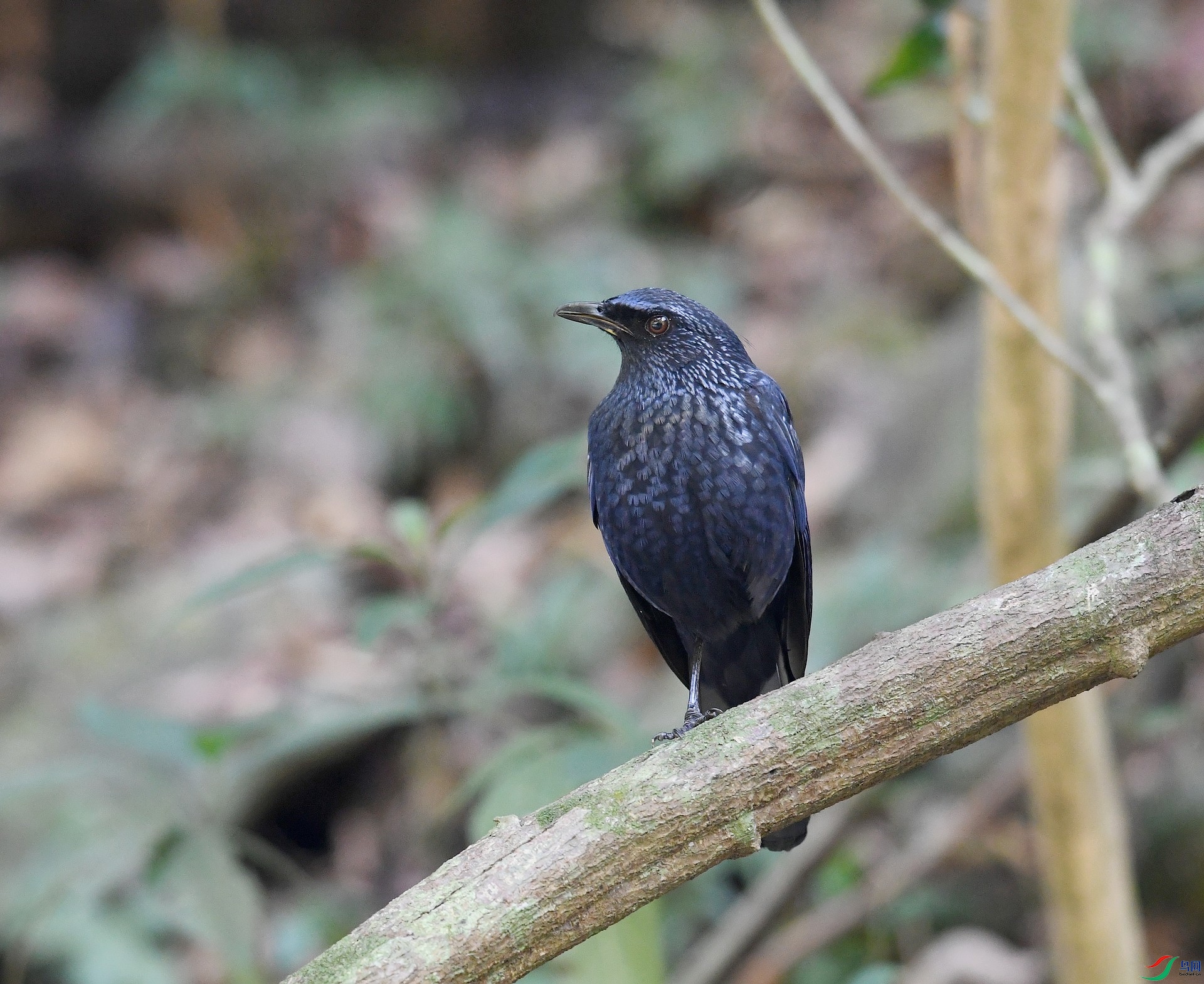 DSC_1630.jpg