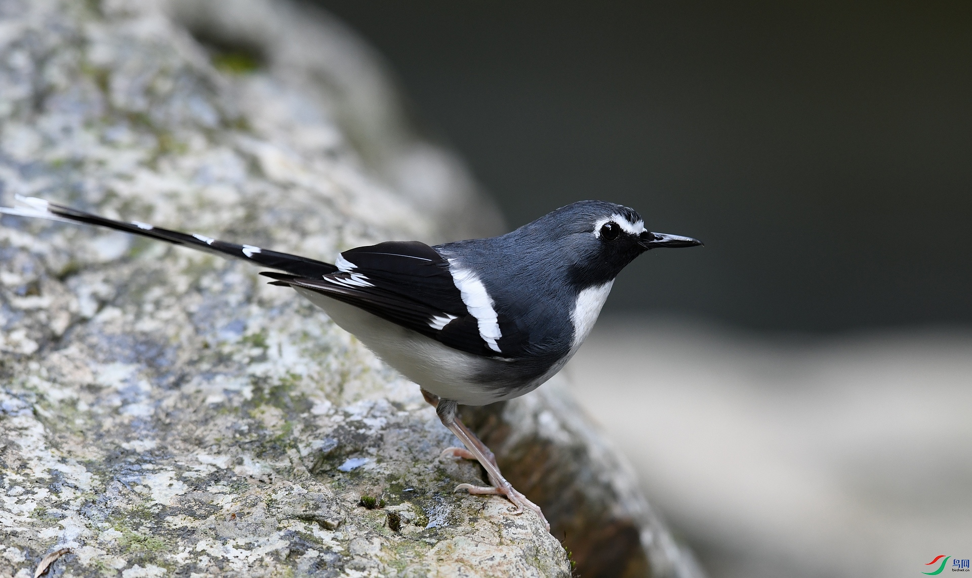 DSC_2081.jpg