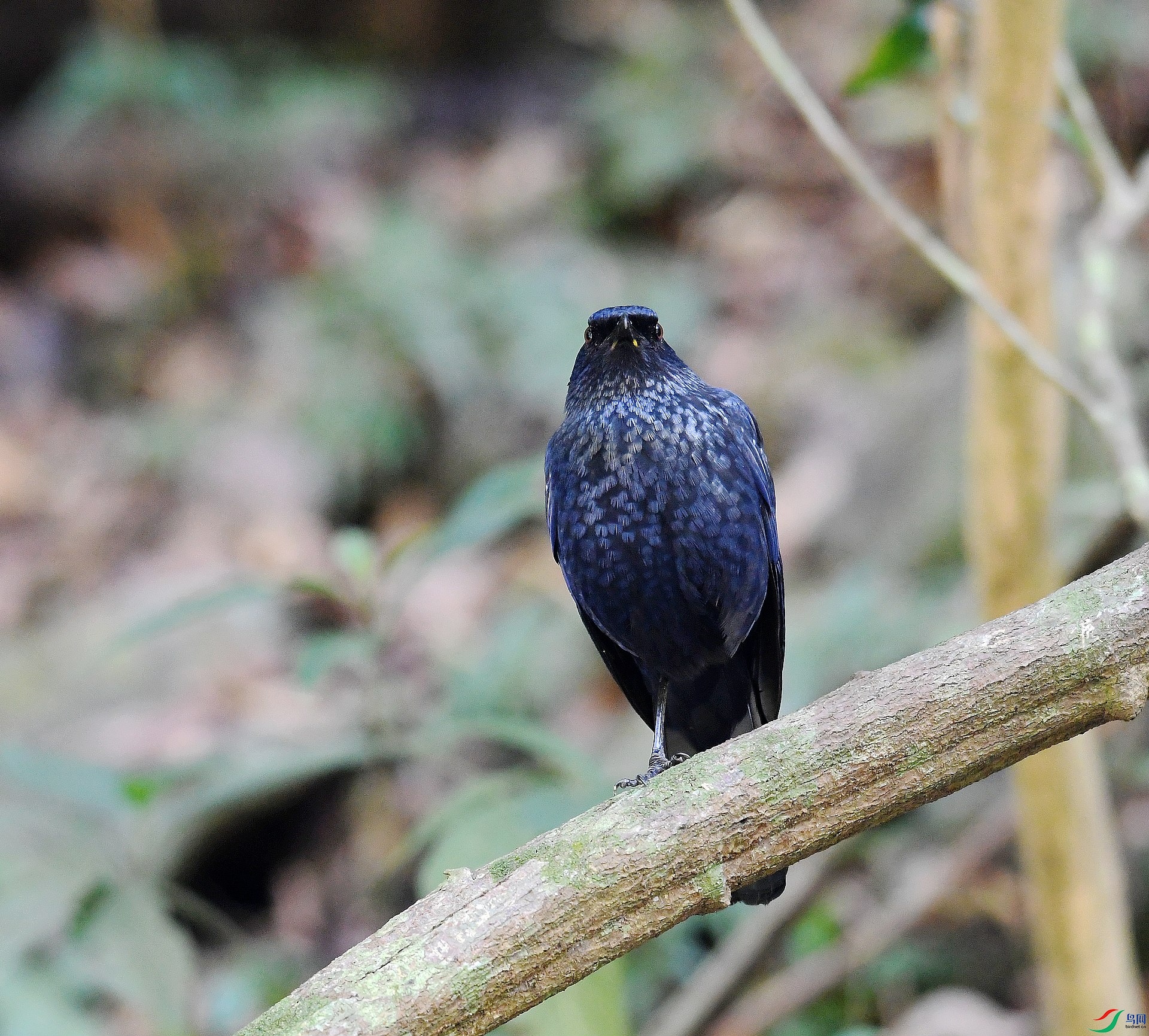 DSC_1628.jpg
