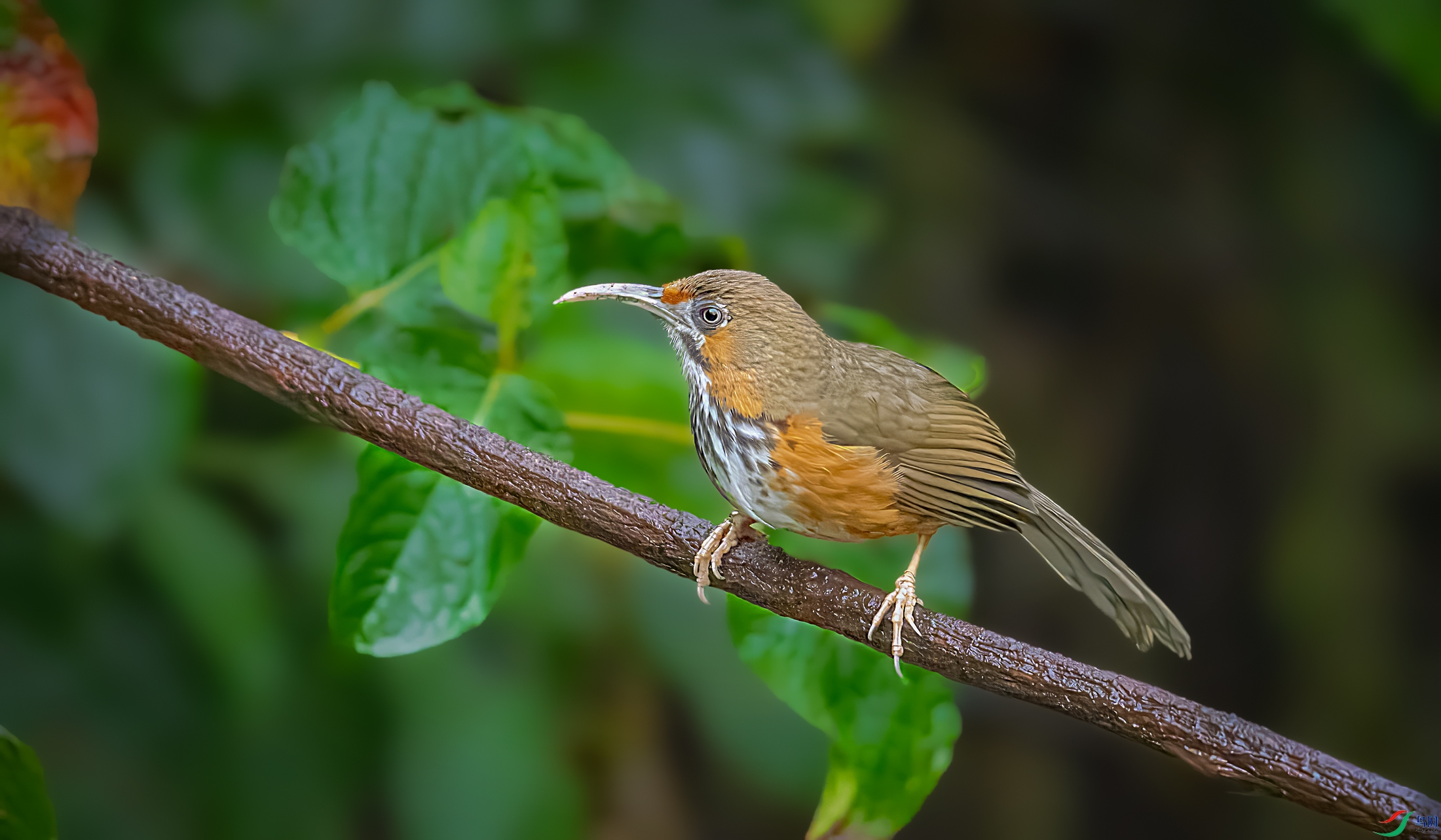 ���ع�����