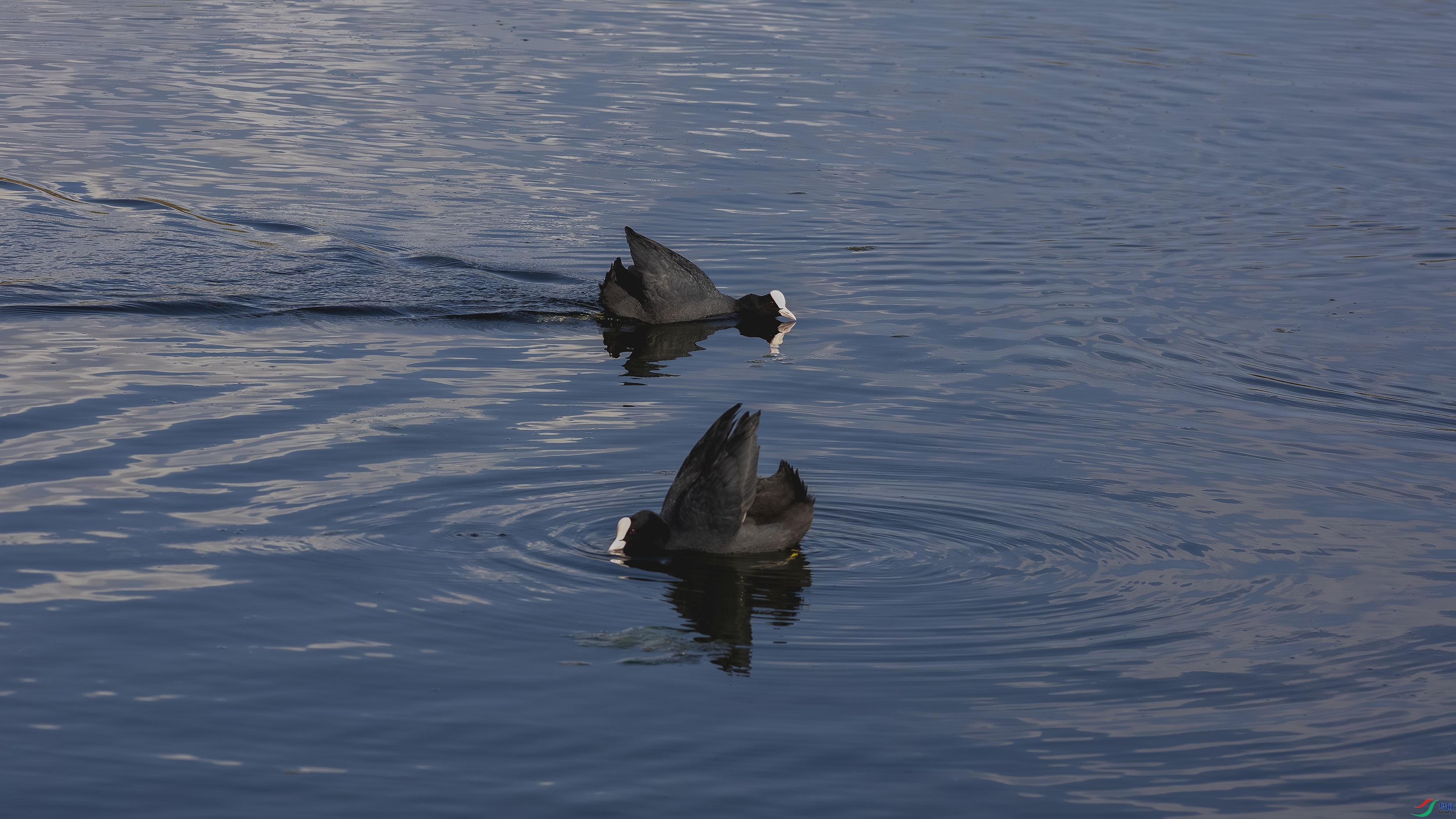 _X5A2606-����ǿ-NR ����.jpg