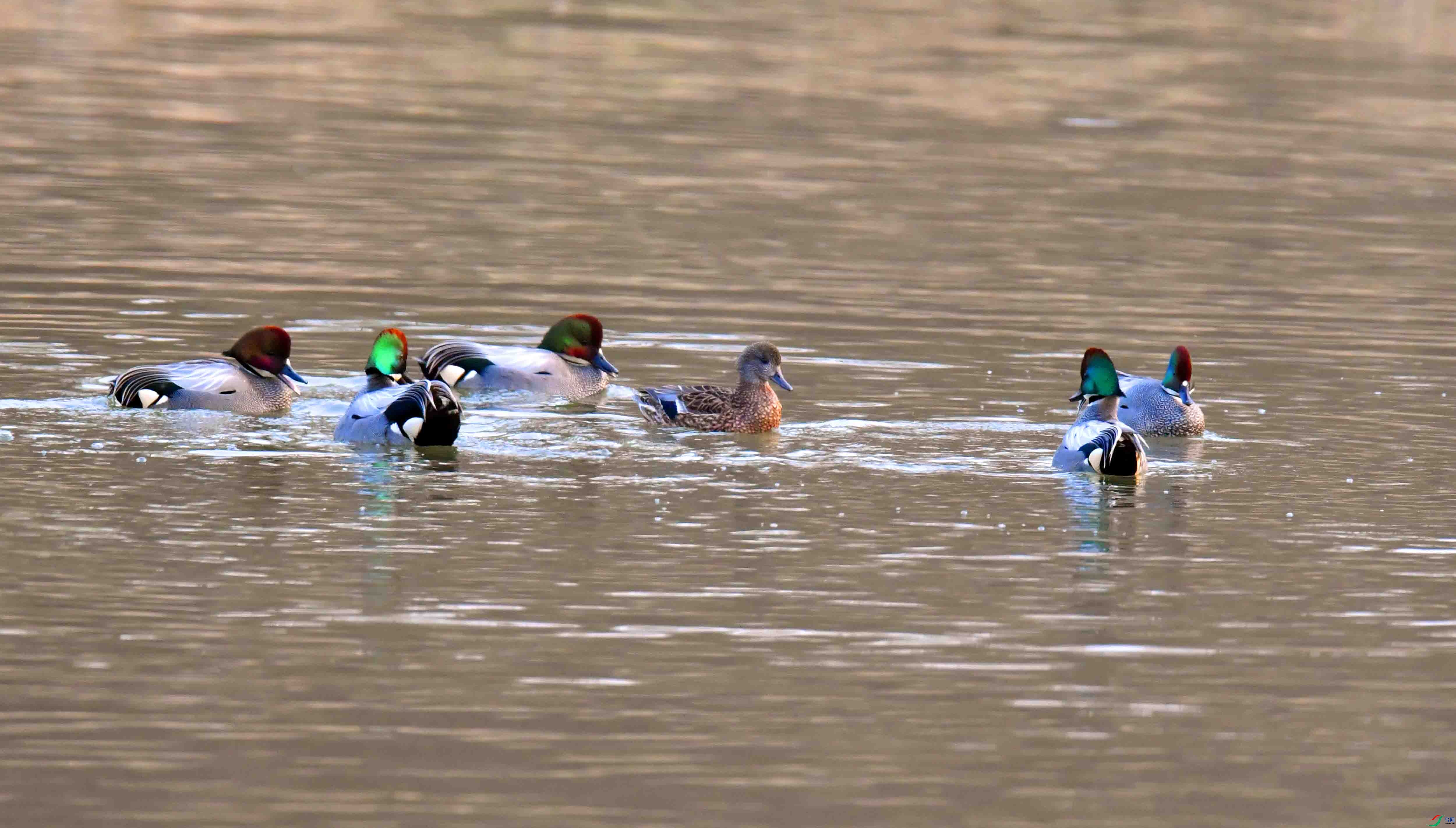 DSC_0995.JPG