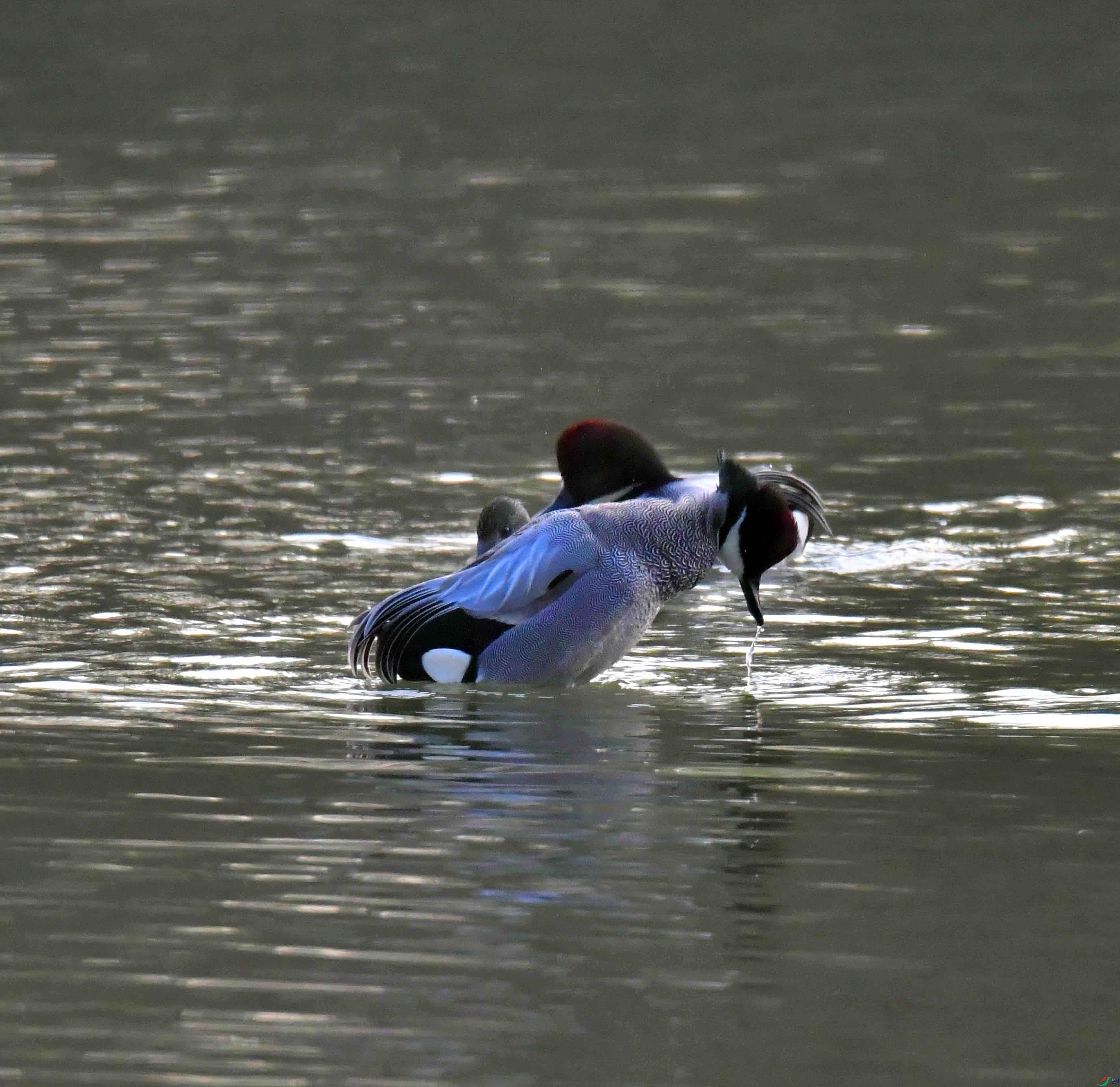 DSC_1063.JPG