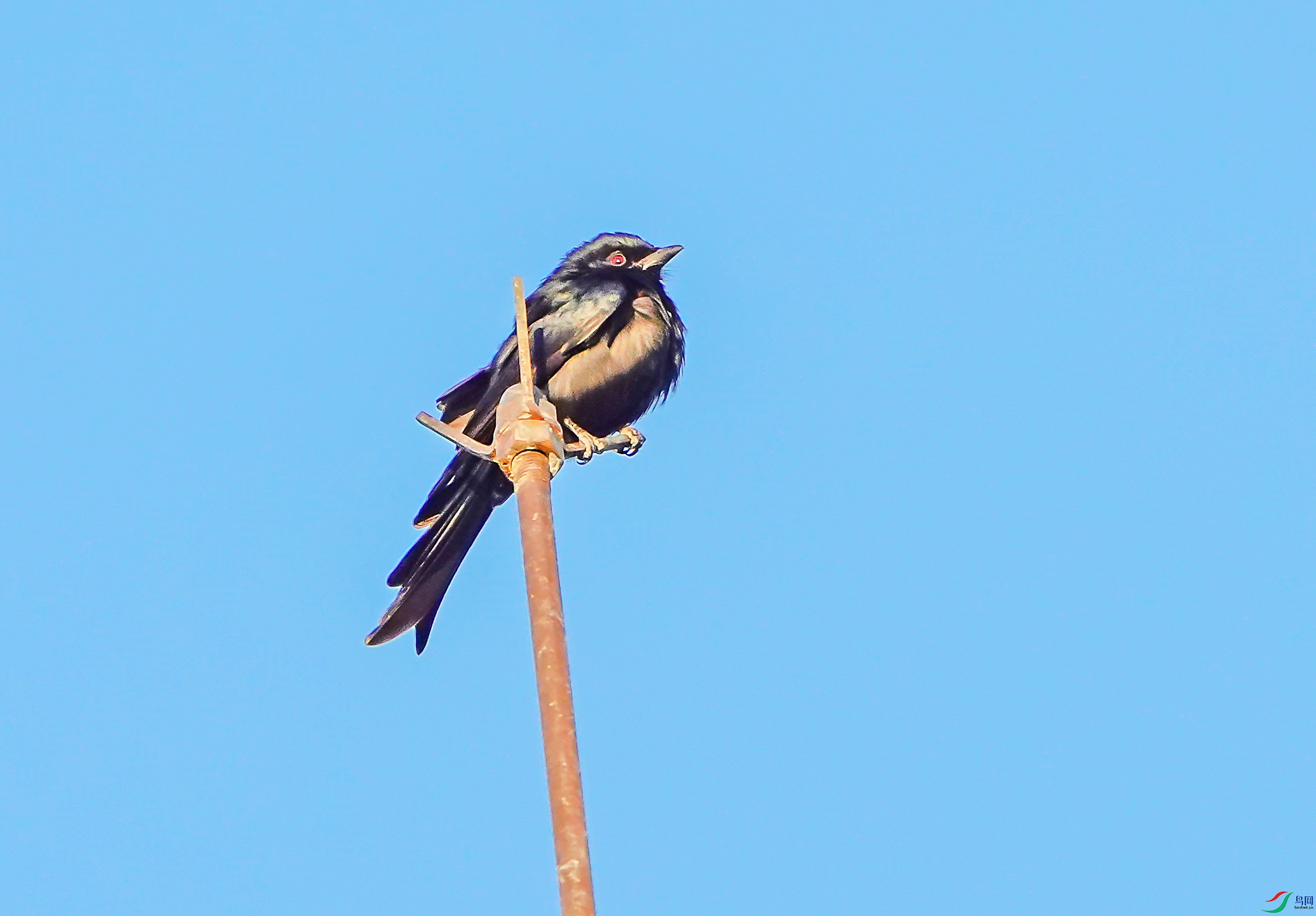 DSC04104-7x.jpg