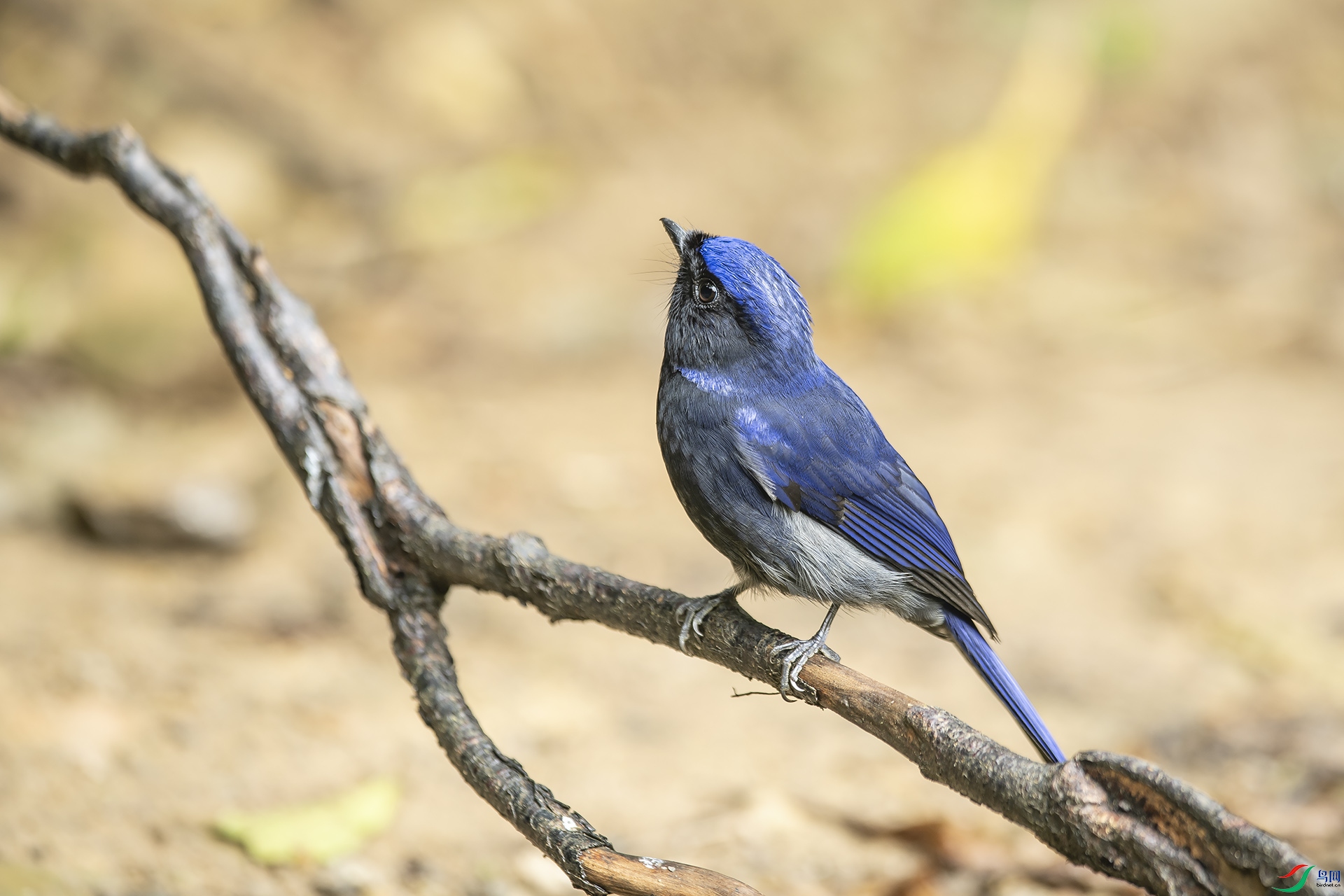 DSC_0231.jpg