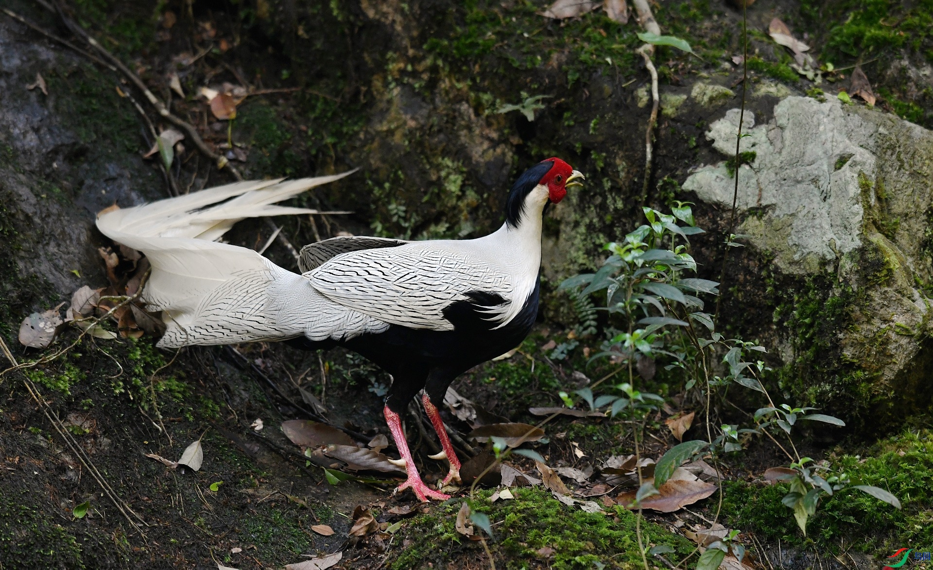 DSC_2533.jpg