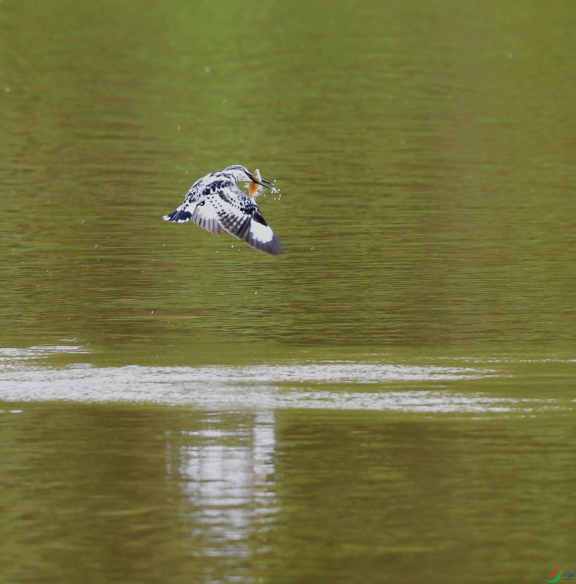 DSC_2681.jpg