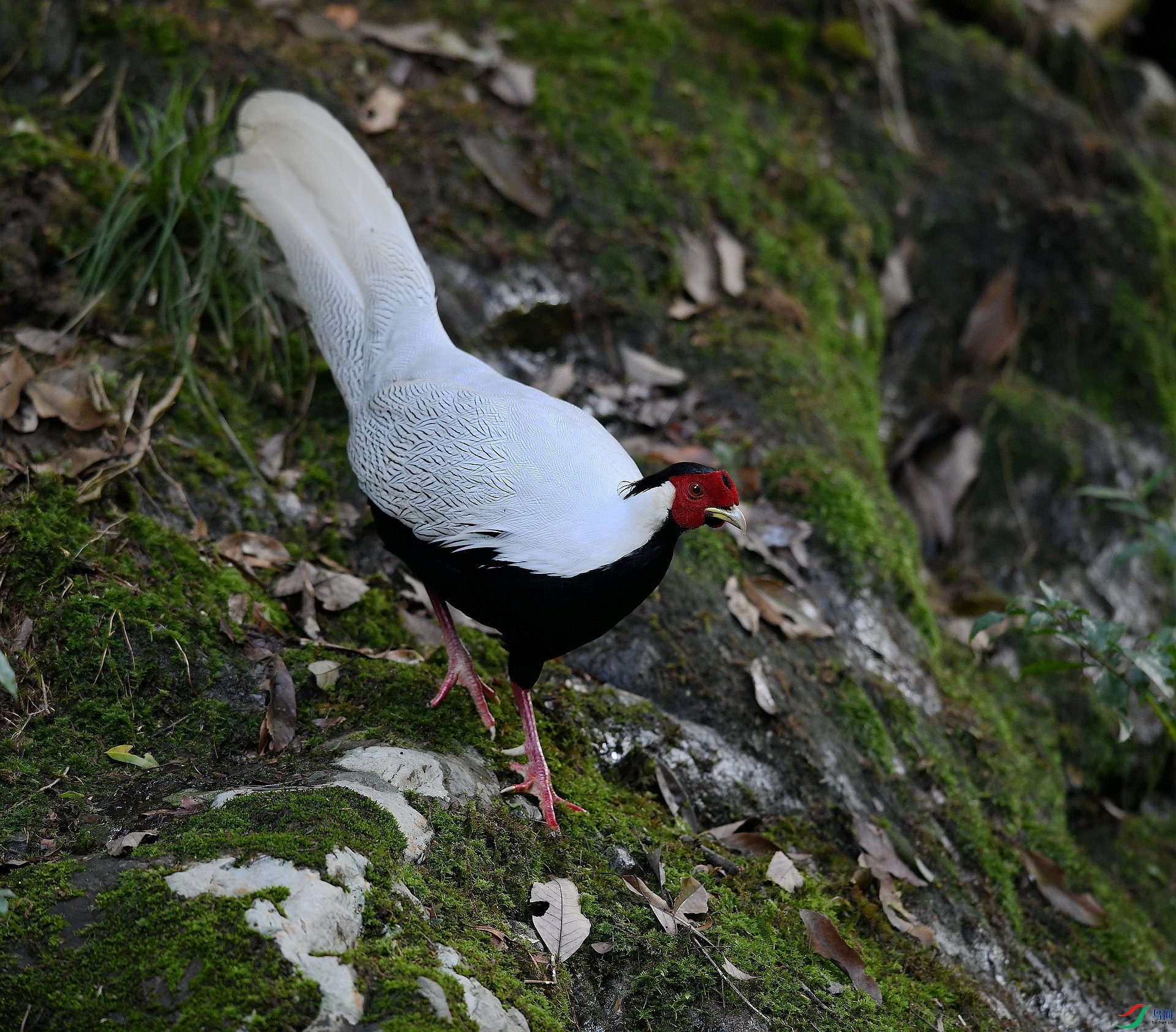 DSC_2568.jpg