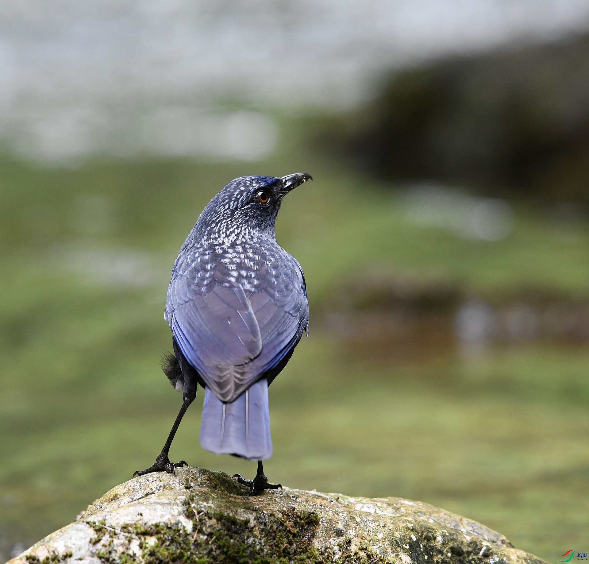 DSC_3133.jpg