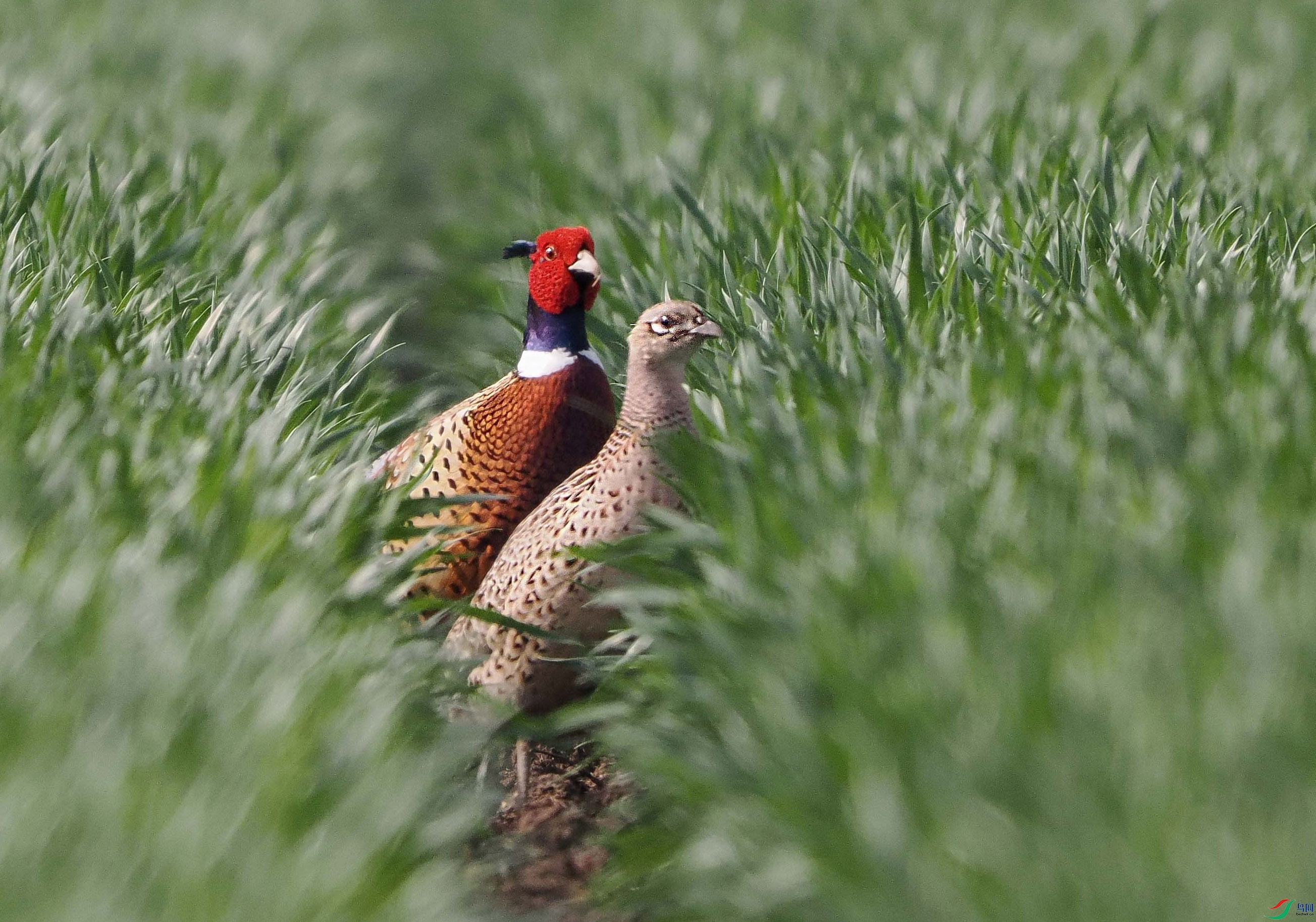 1-xtP4051104 ����_edit_857089892096298 ����.jpg