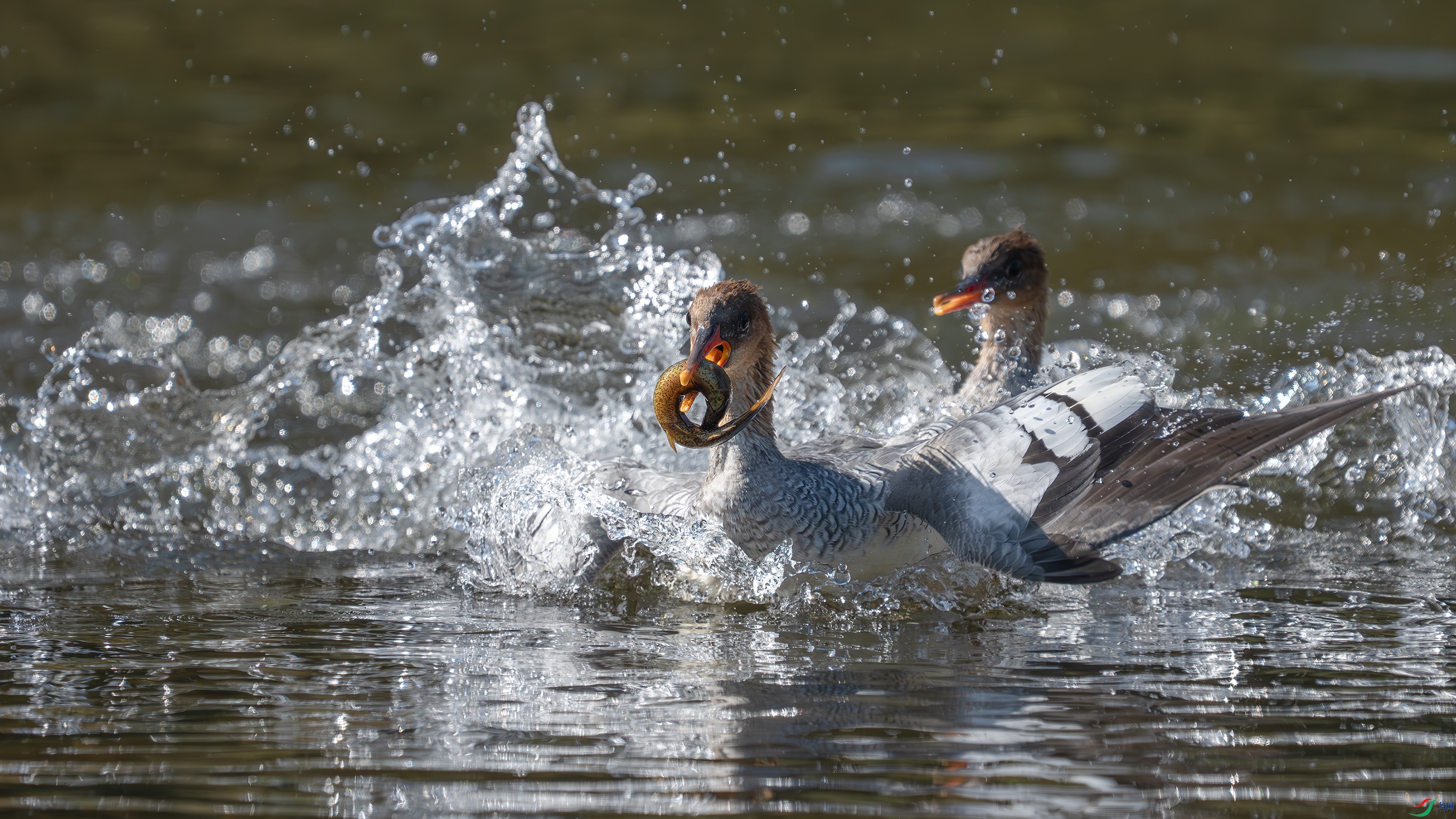 _DSC7694 ����.jpg