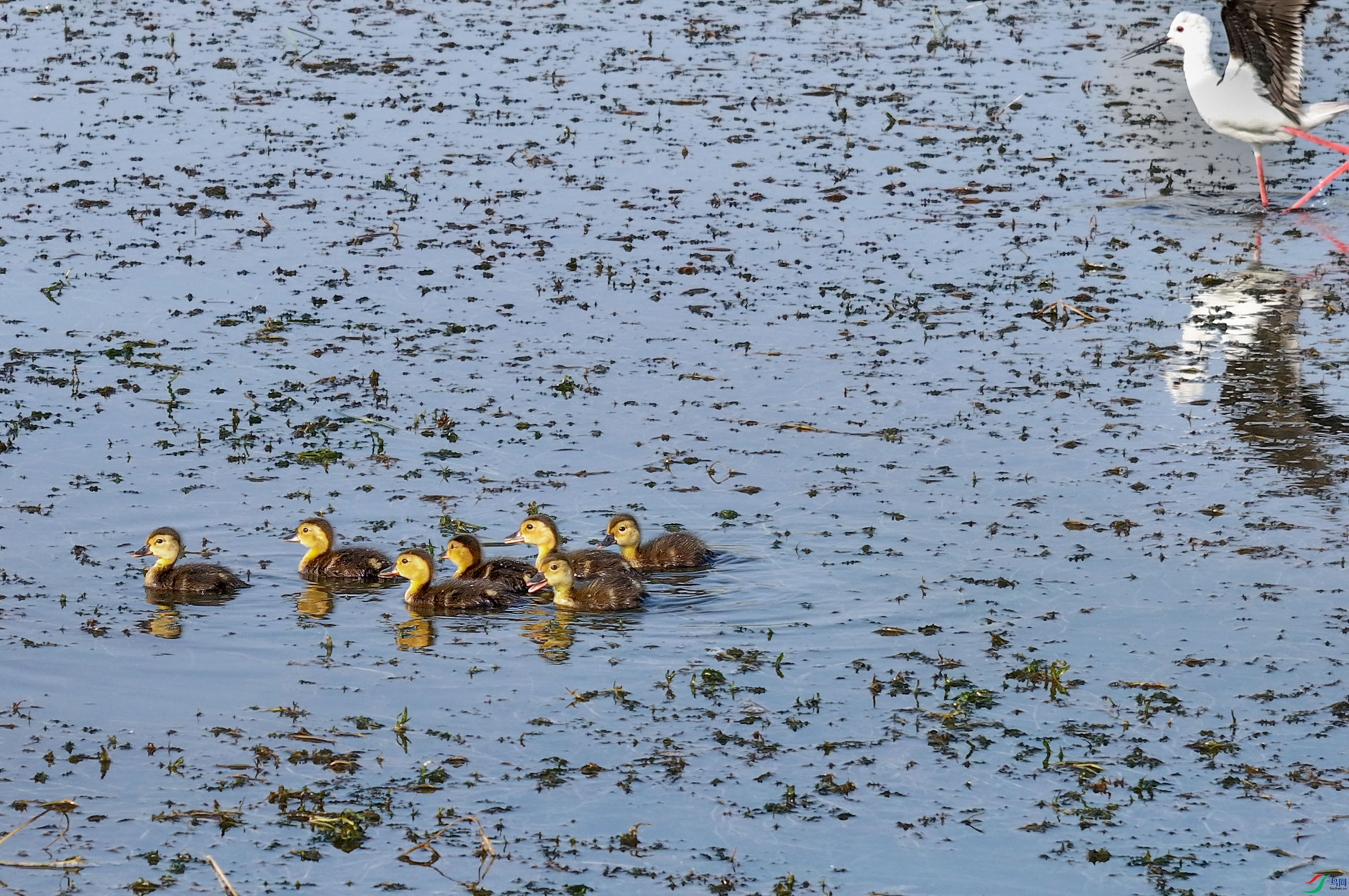 DJI_20250612055843_0207_D.JPG