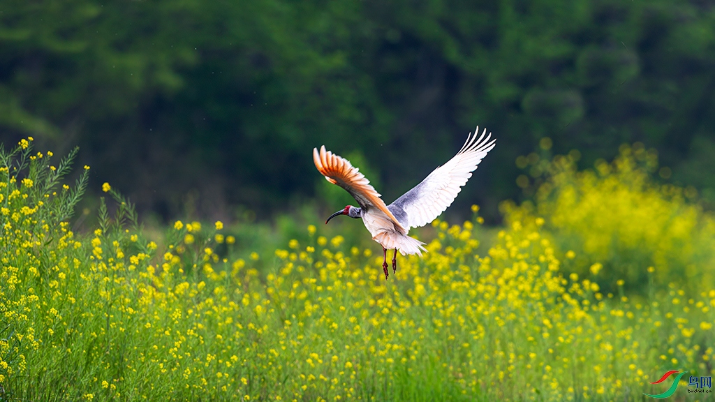 hndzR3260406 (2012).jpg