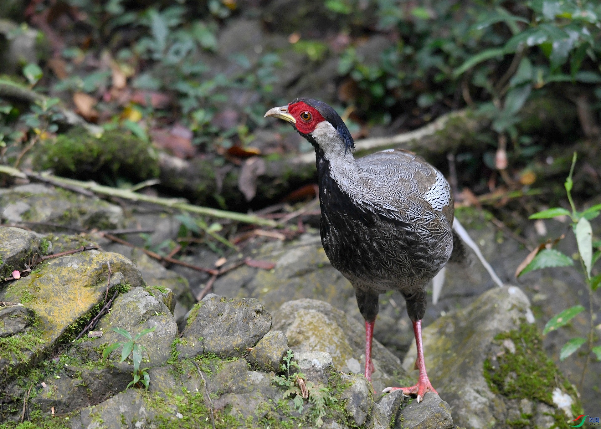 DSC_4098.jpg