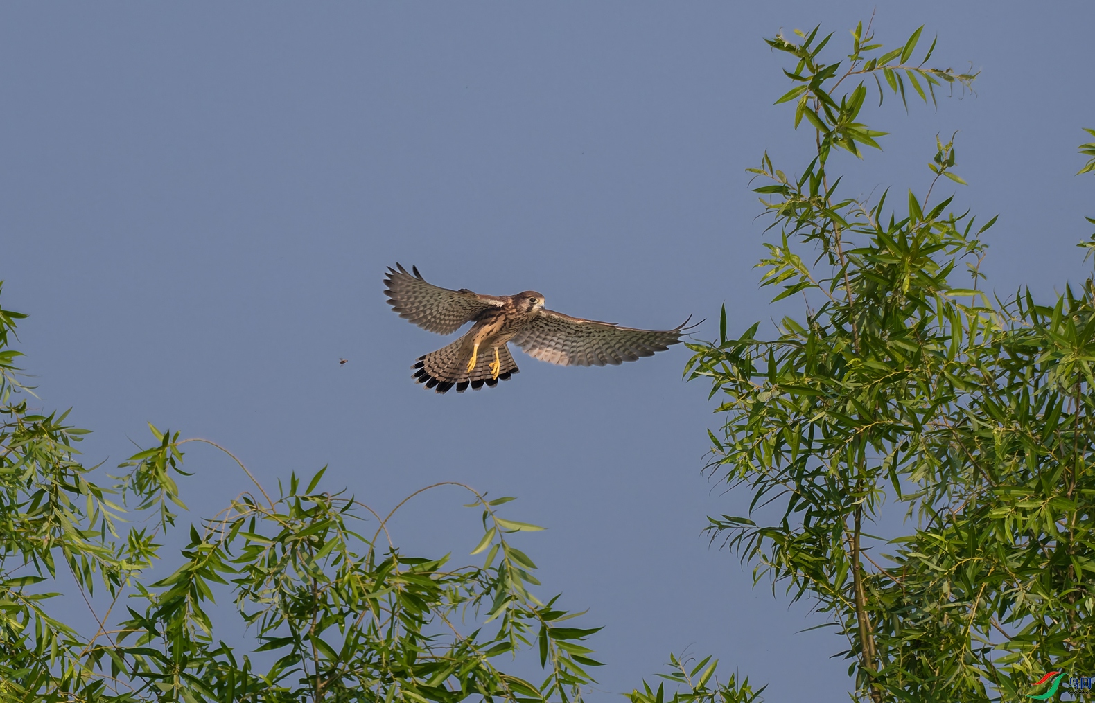 DSC_7526-DxO_DeepPRIME-3.jpg