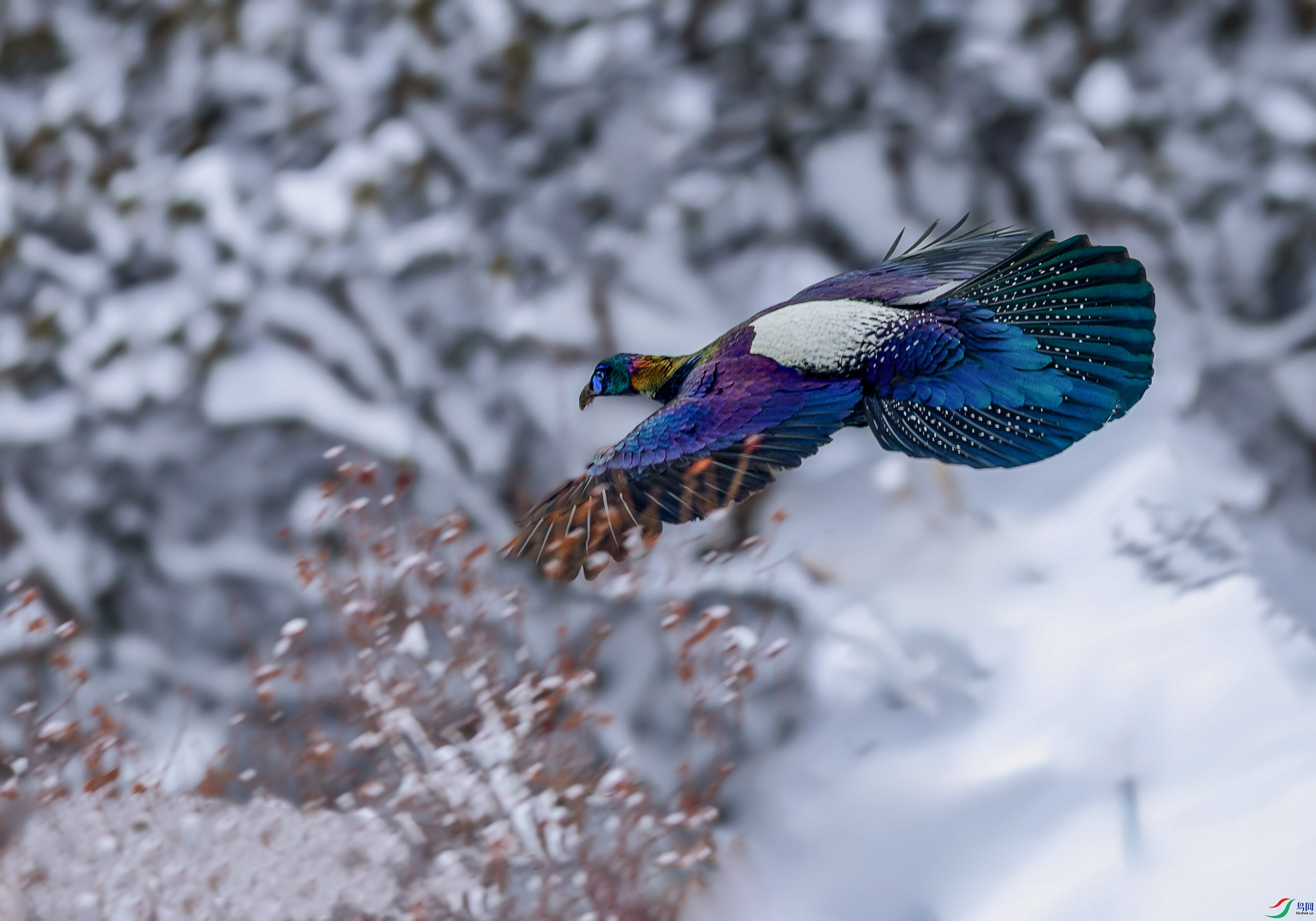 0N6A7104�� ��������2 ����.jpg