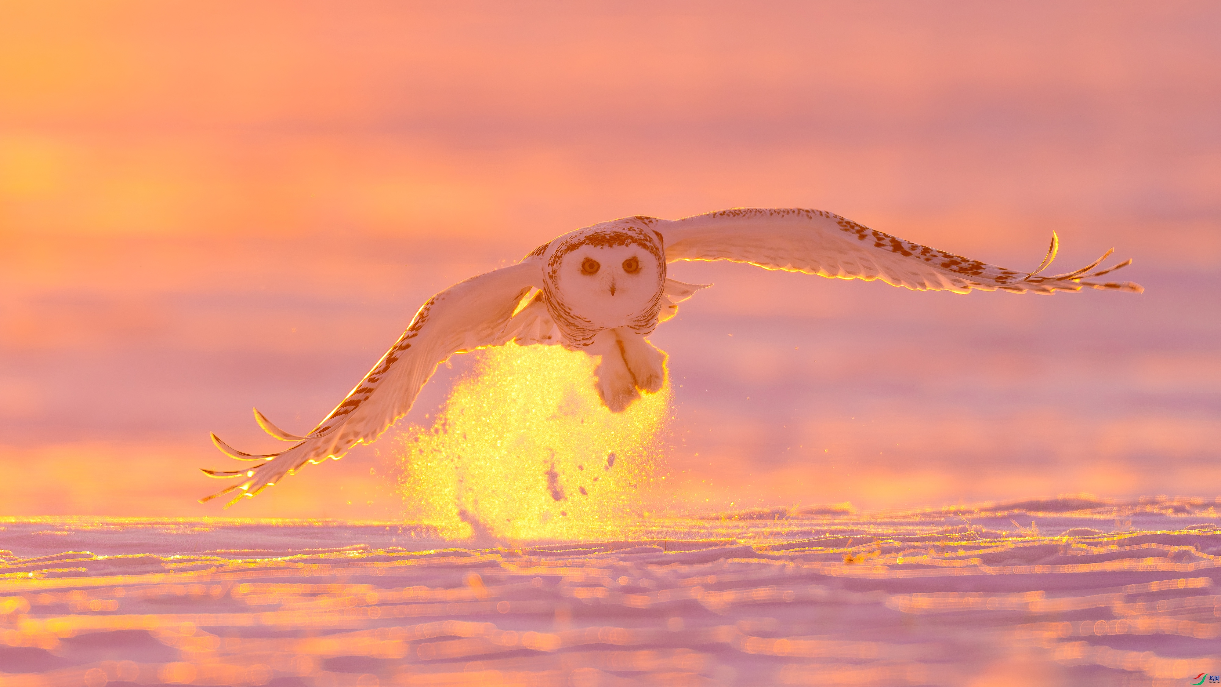 DSC03446- ����.jpg