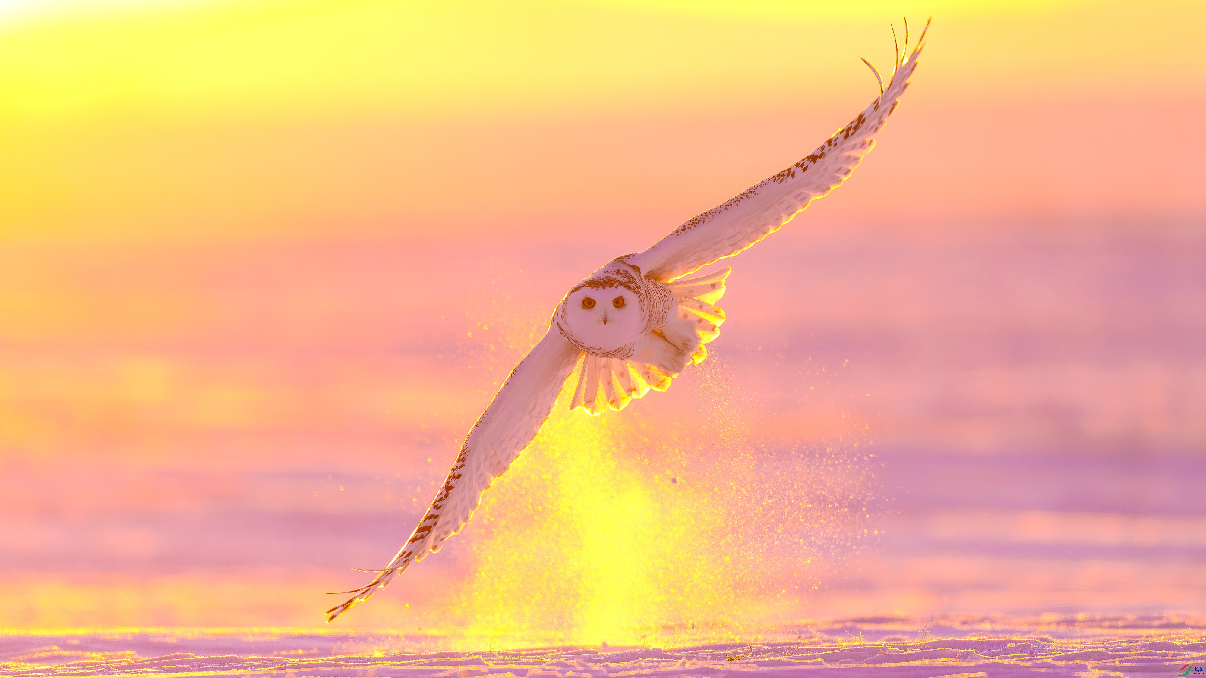 DSC03110- ����.jpg