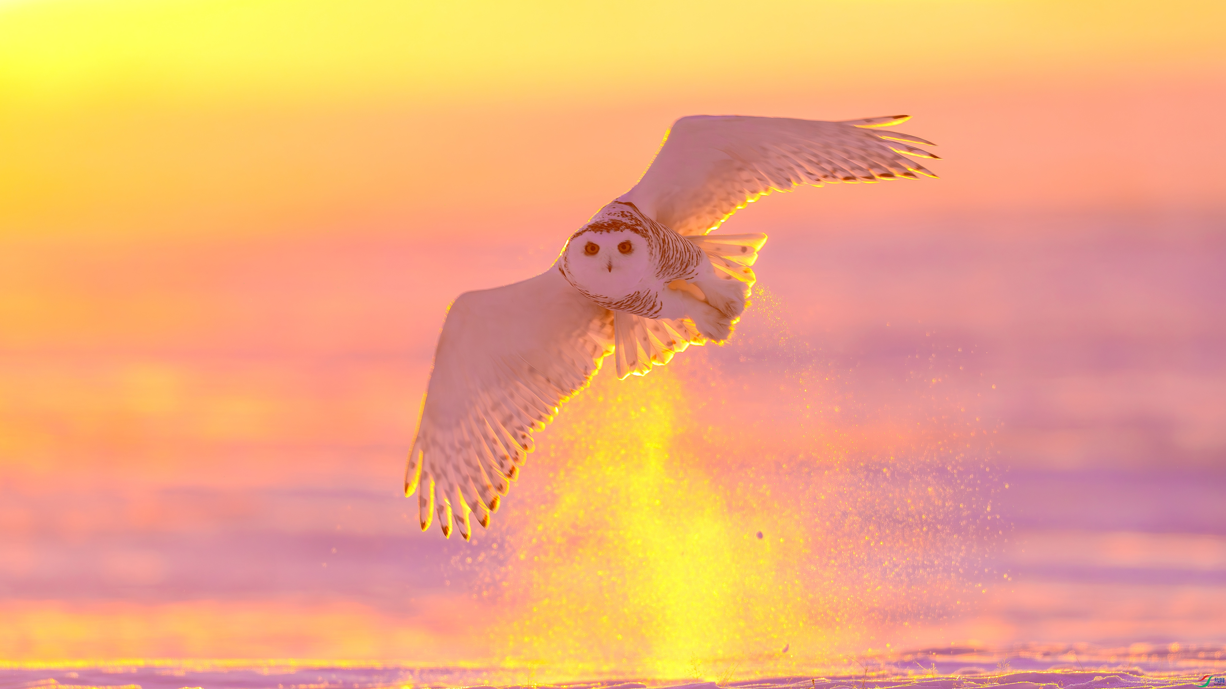 DSC03450- ����.jpg