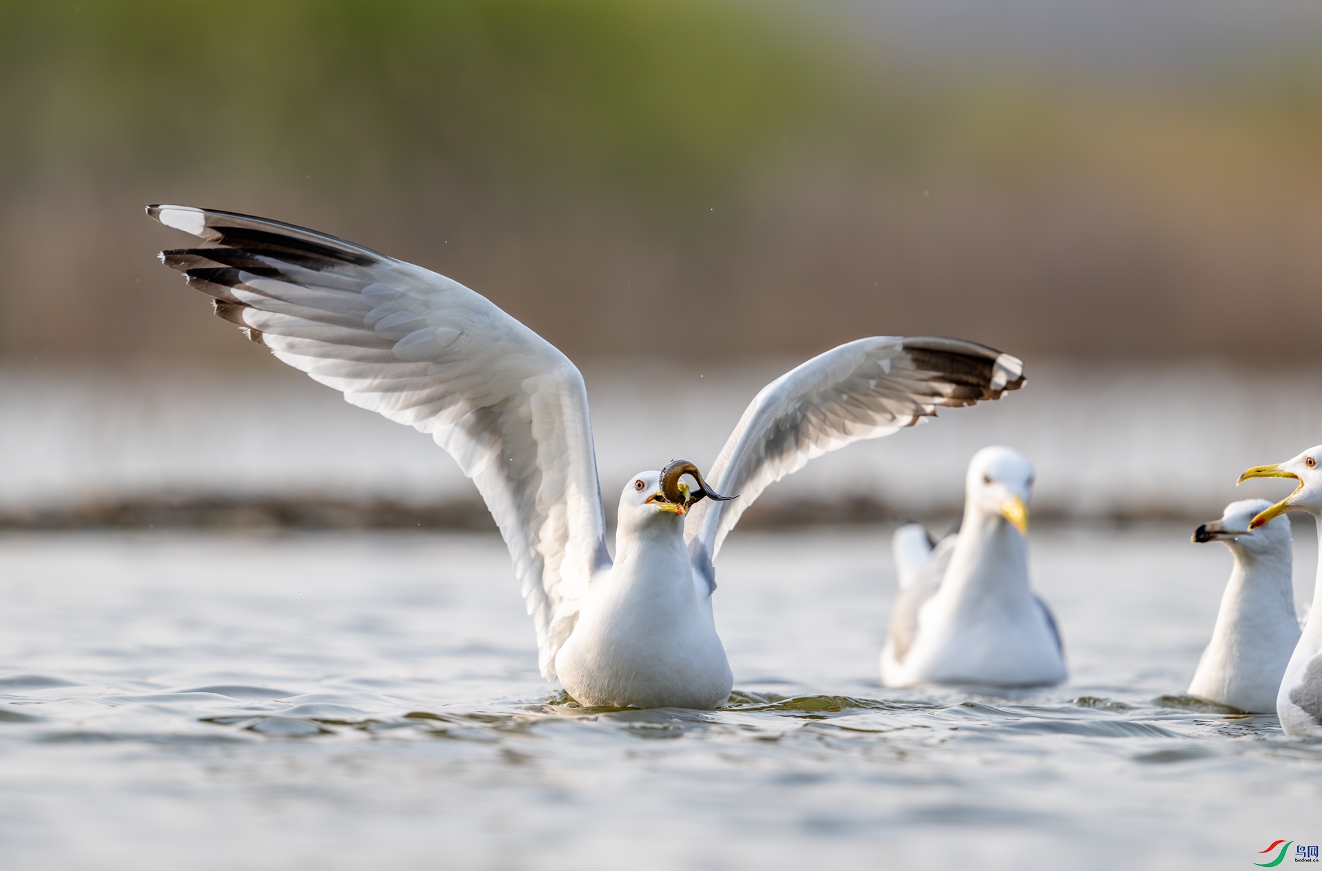 DSC_7429-1.jpg
