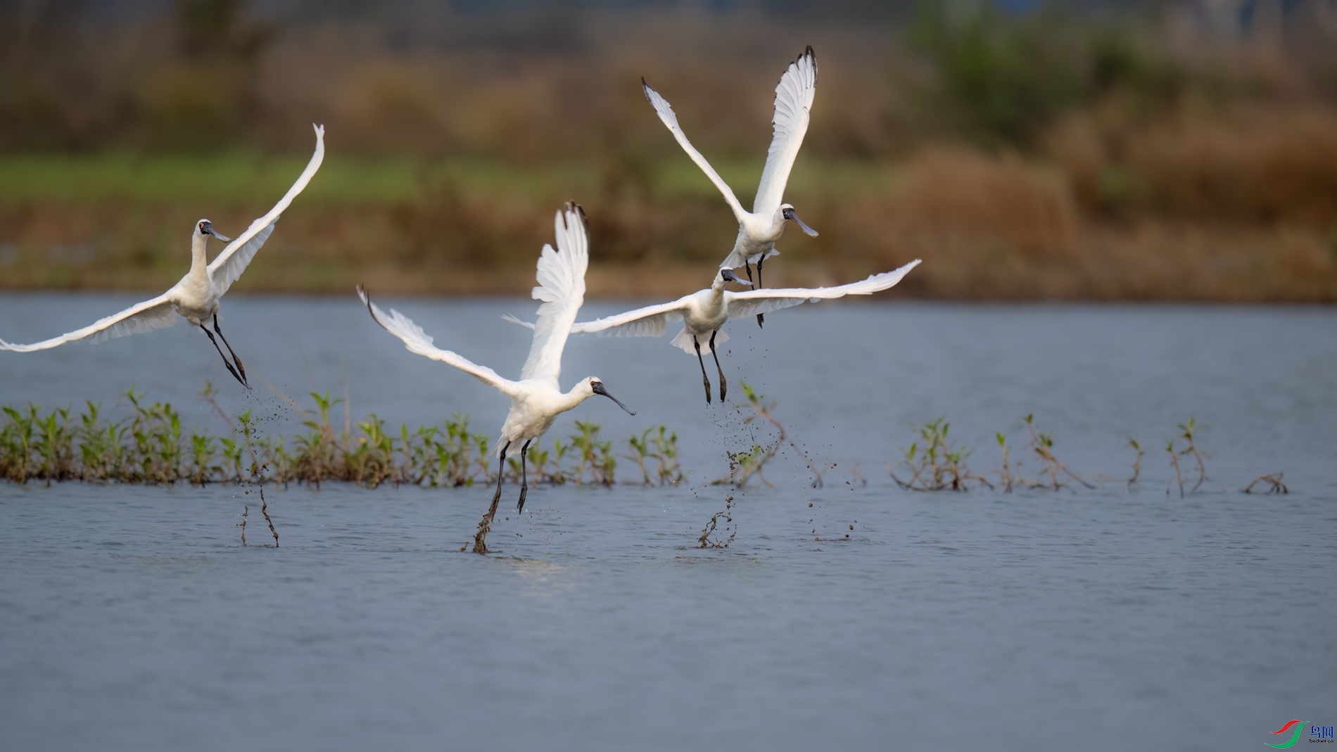 DSC_4678sen2026-2-8-07-�༭.jpg
