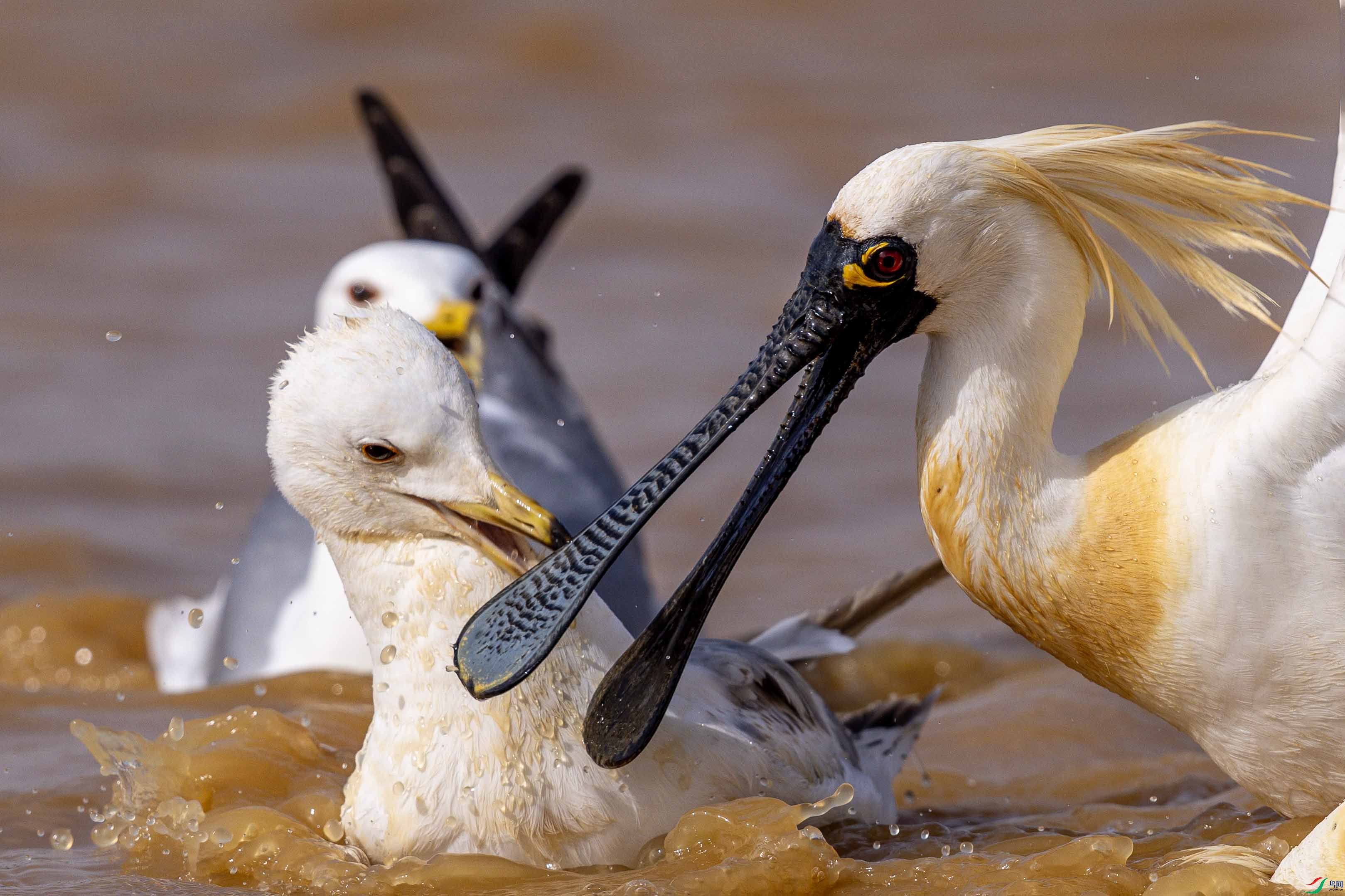 _L4A7171 ����.jpg