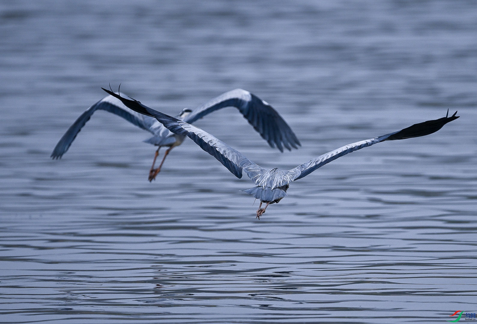 DSC_4346_1_1.jpg