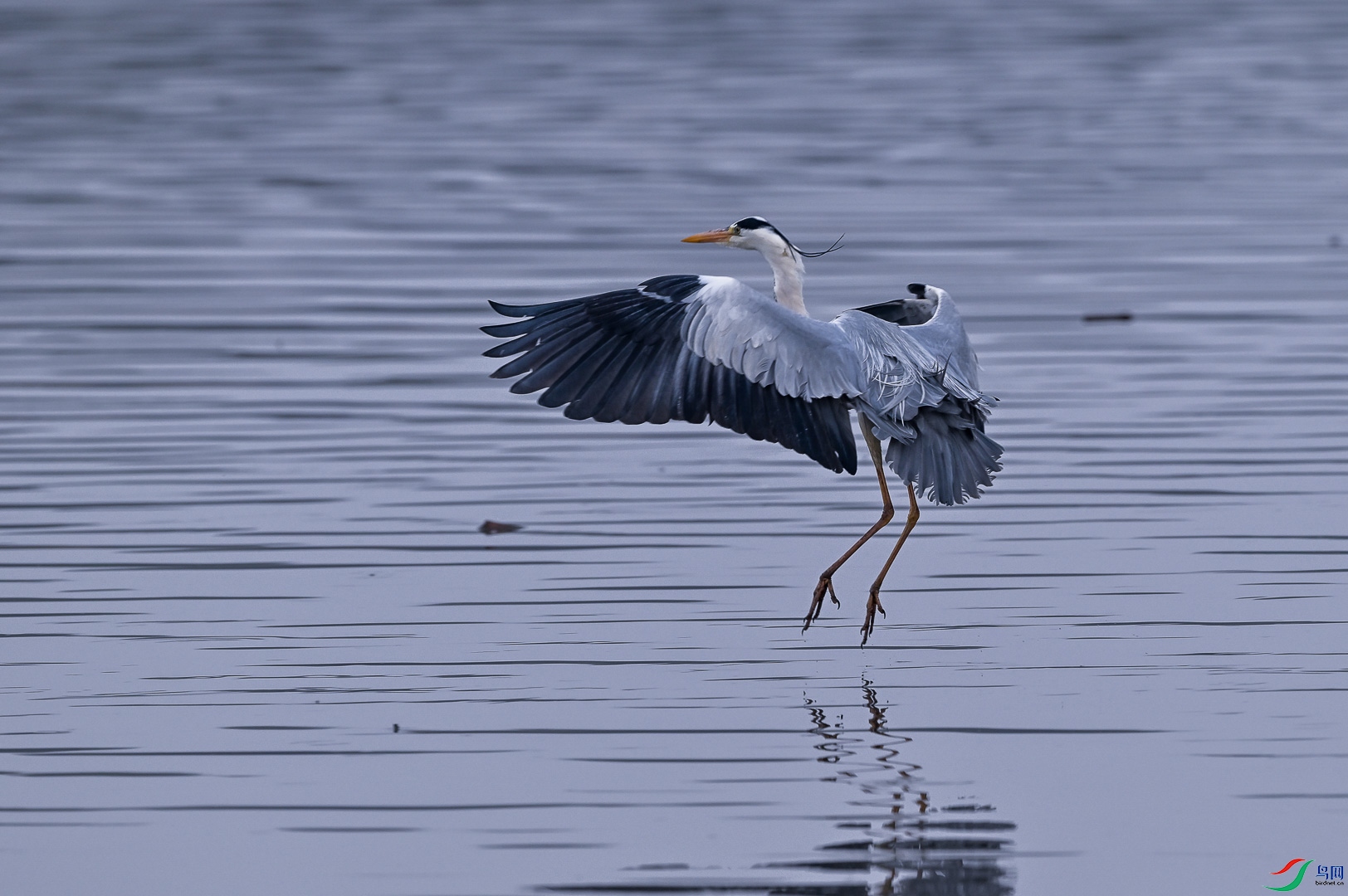DSC_4823_1.jpg