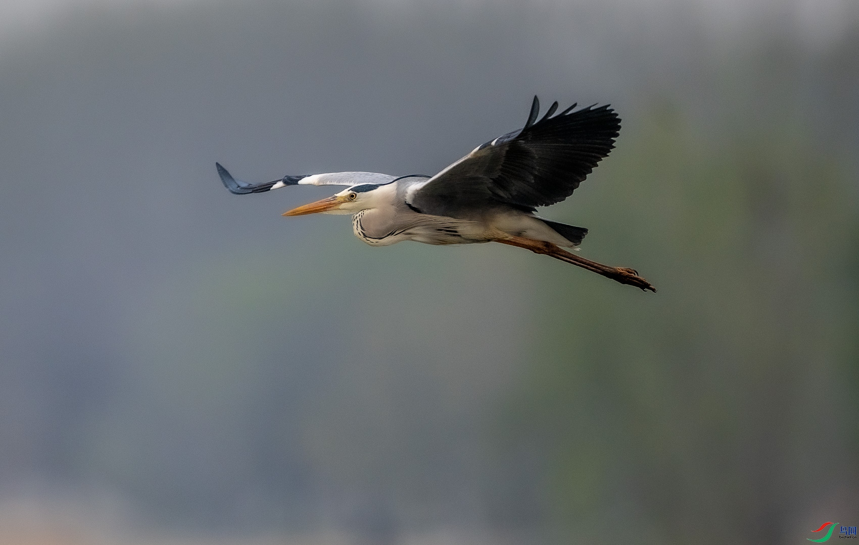 DSC_5101.jpg