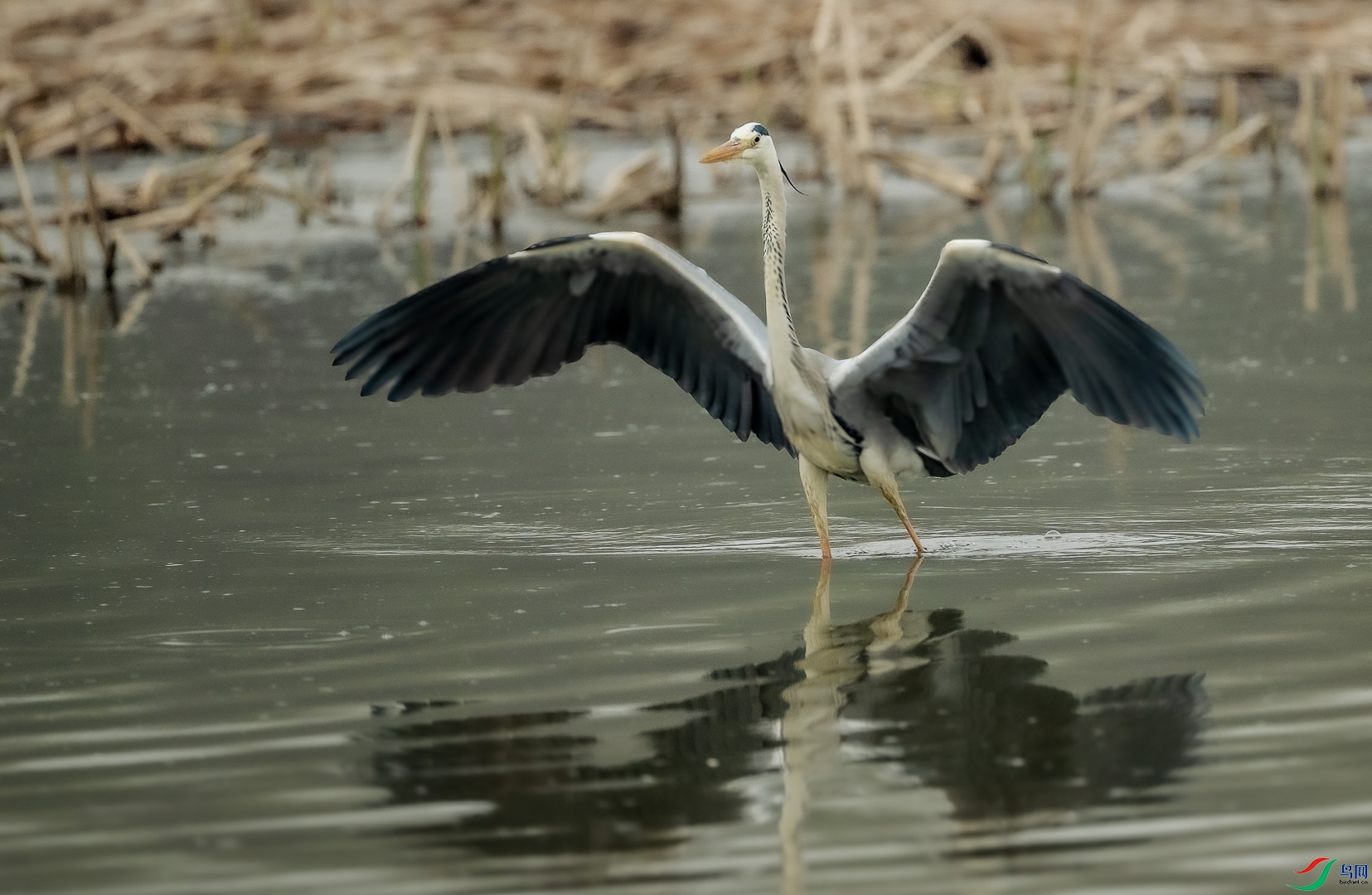 DSC_5135.jpg