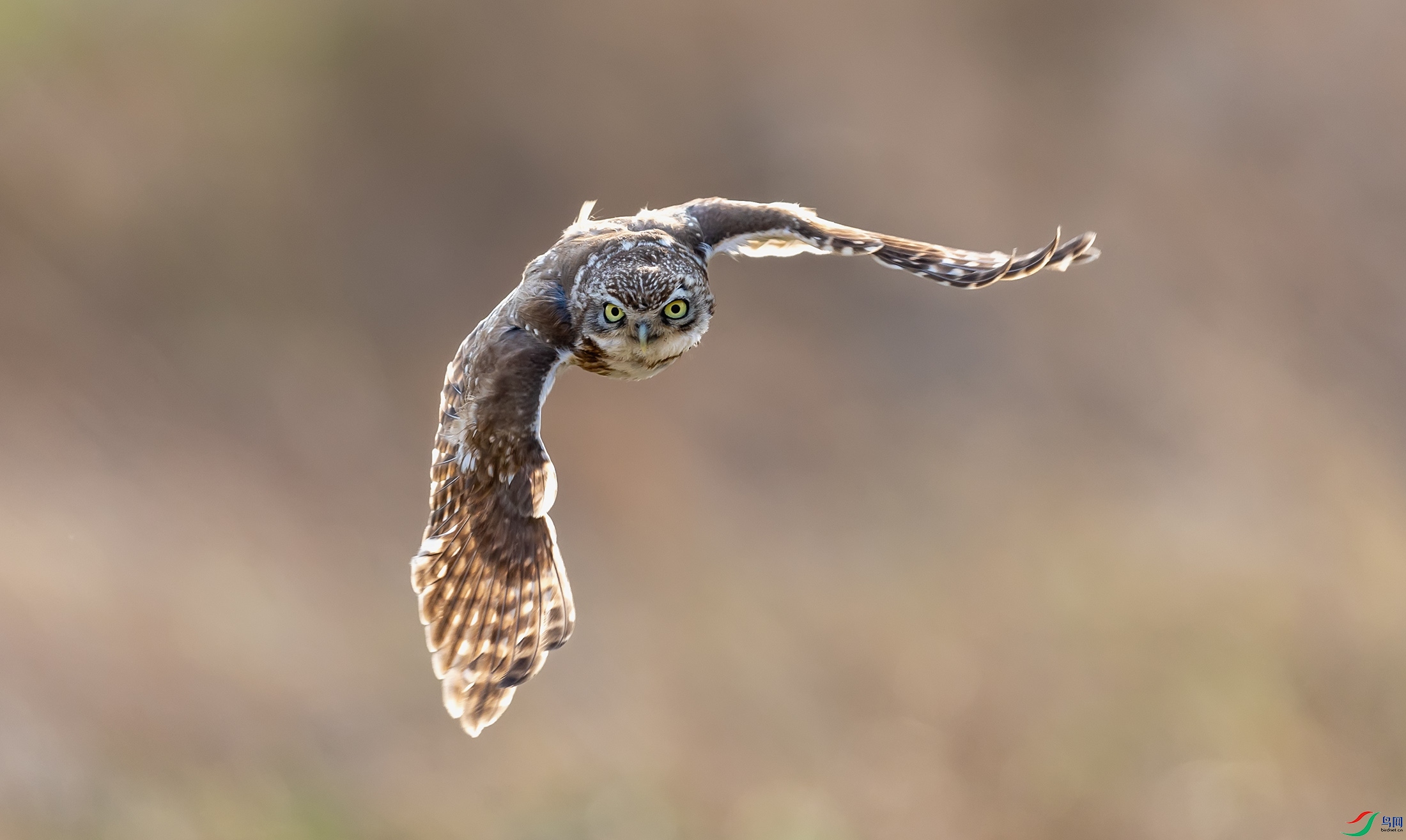 ���Ƹ�С�^